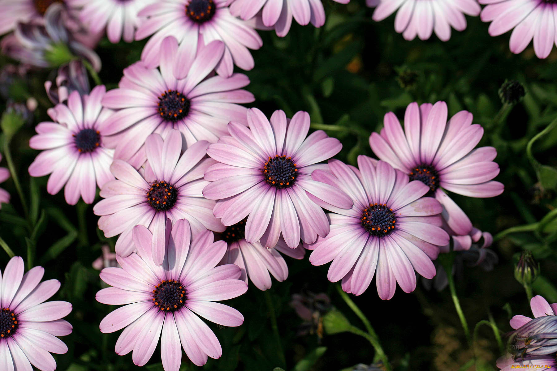 диморфотеки, цветы