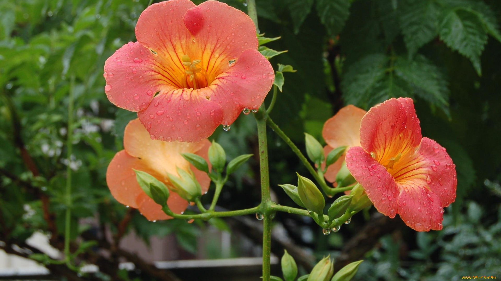 цветы, кампсис, текома, капли, бутоны