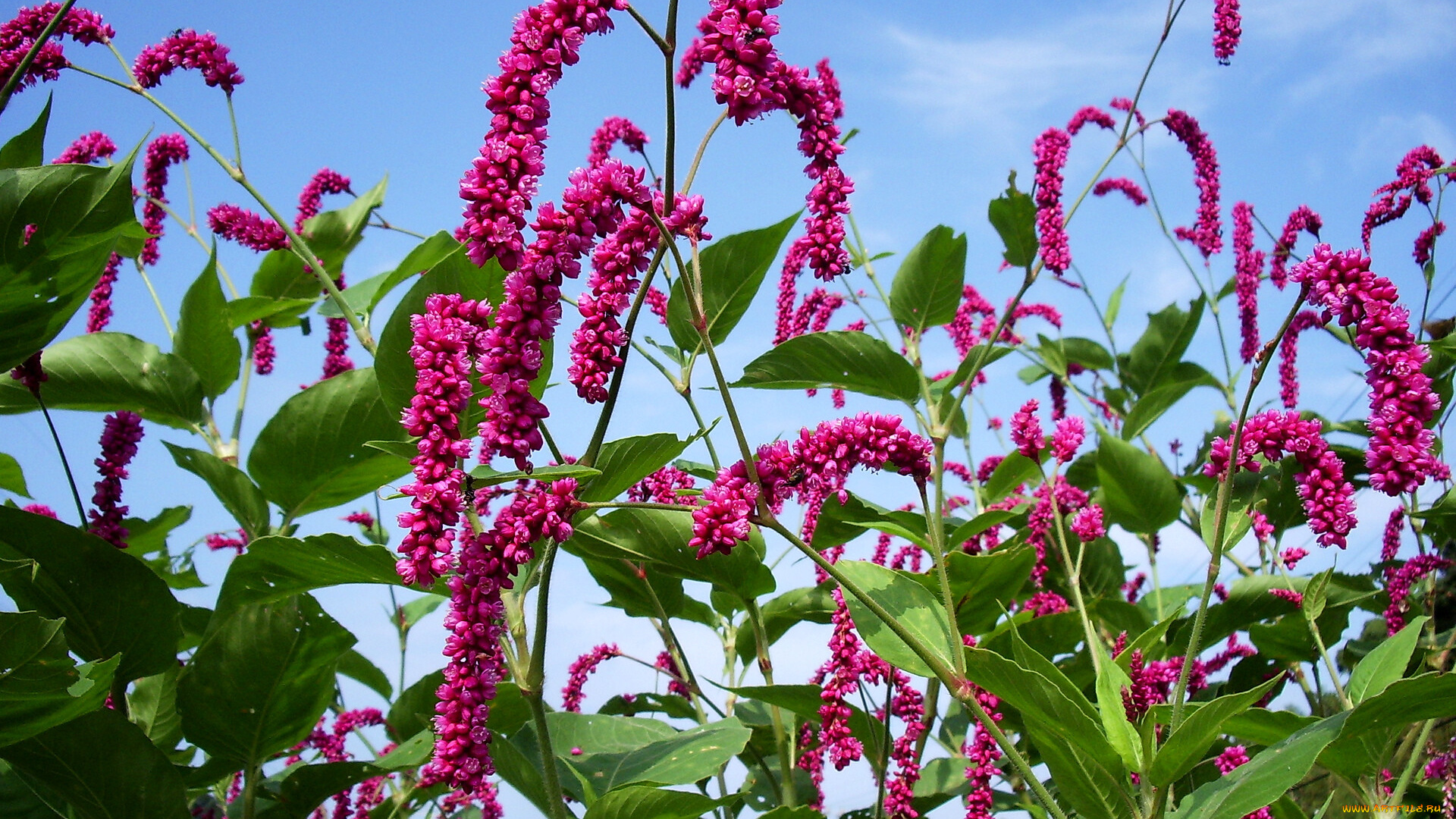 цветы, листья, небо