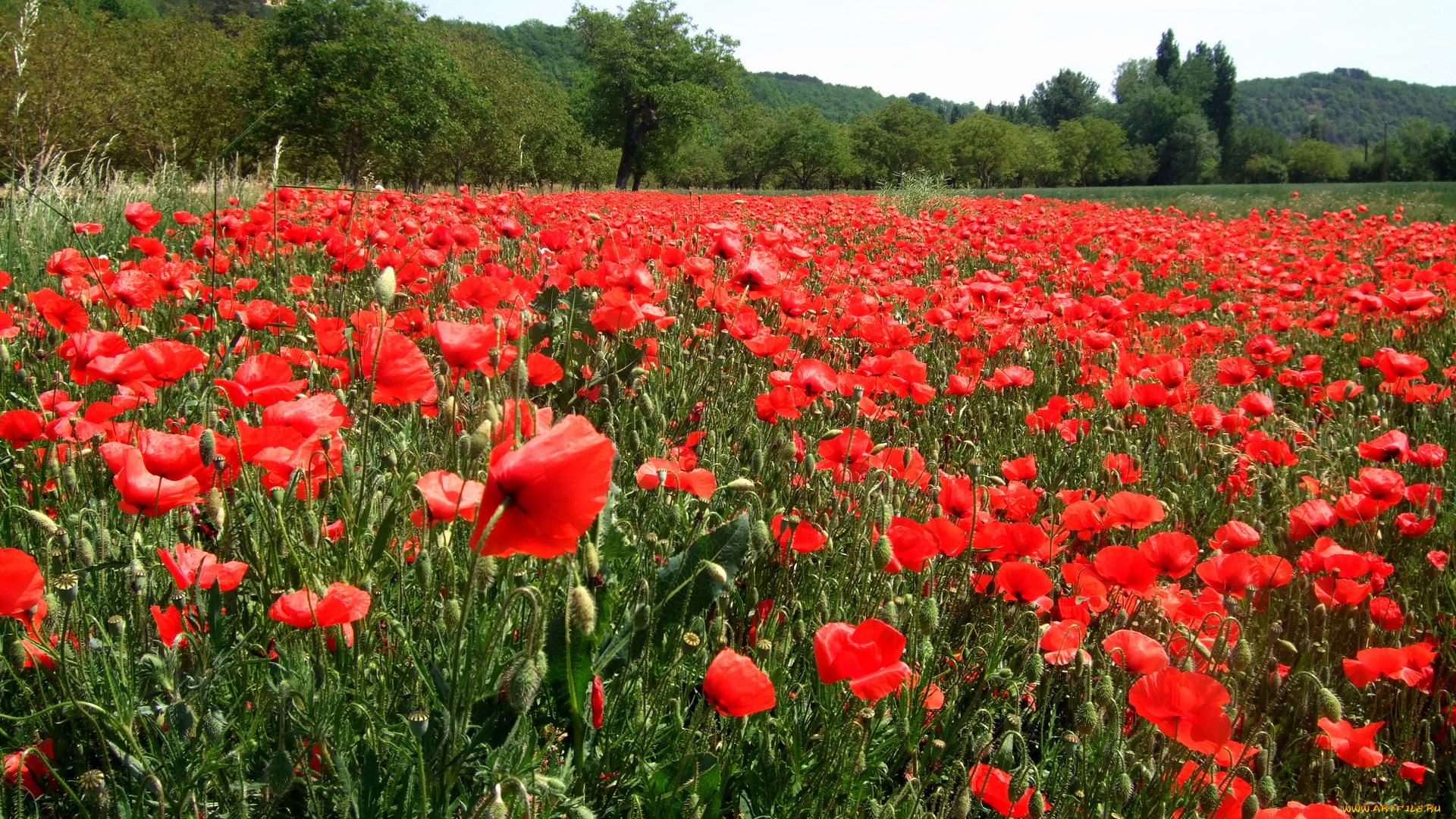цветы, маки, поле