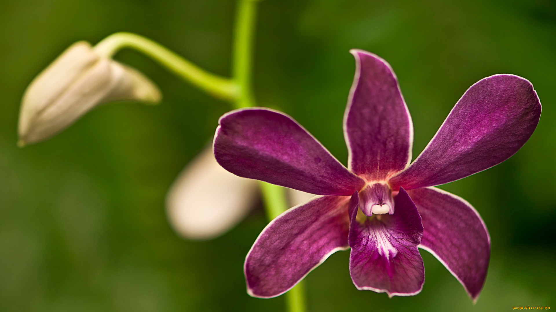 цветы, орхидеи, бутон
