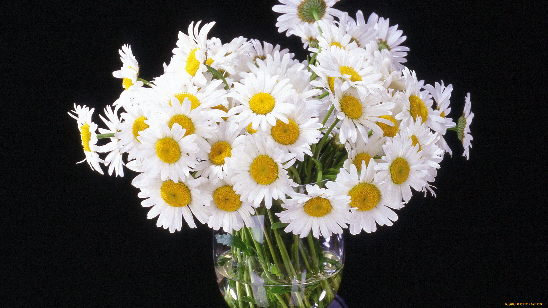 цветы, ромашки