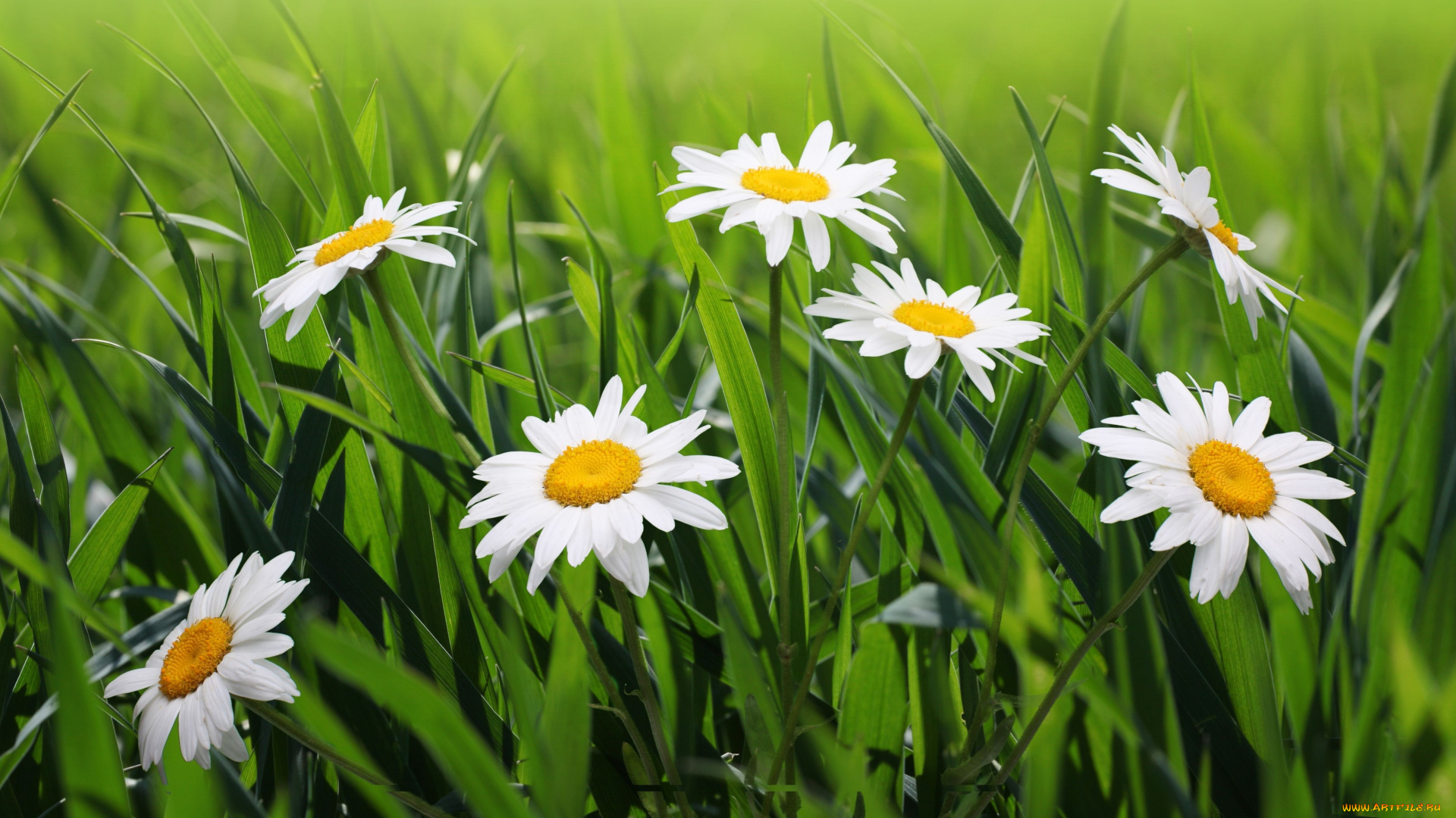 цветы, ромашки, трава