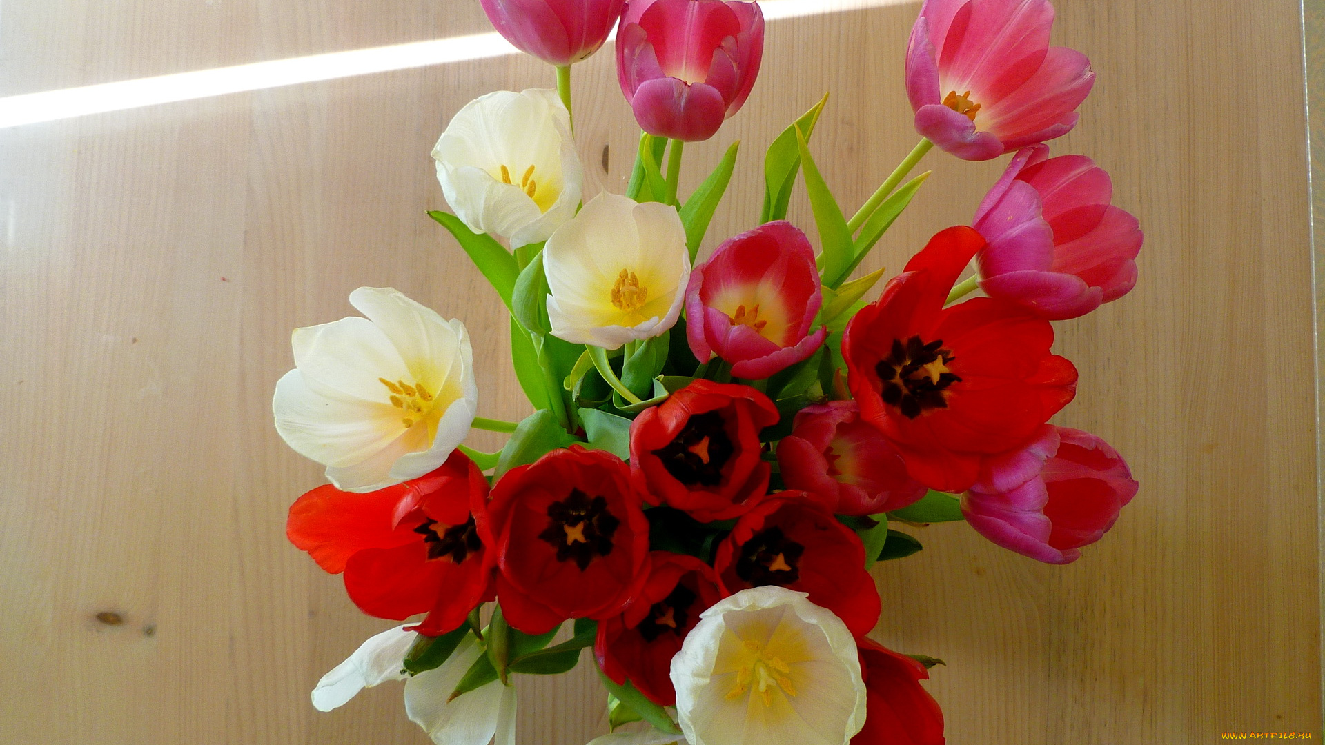 цветы, тюльпаны
