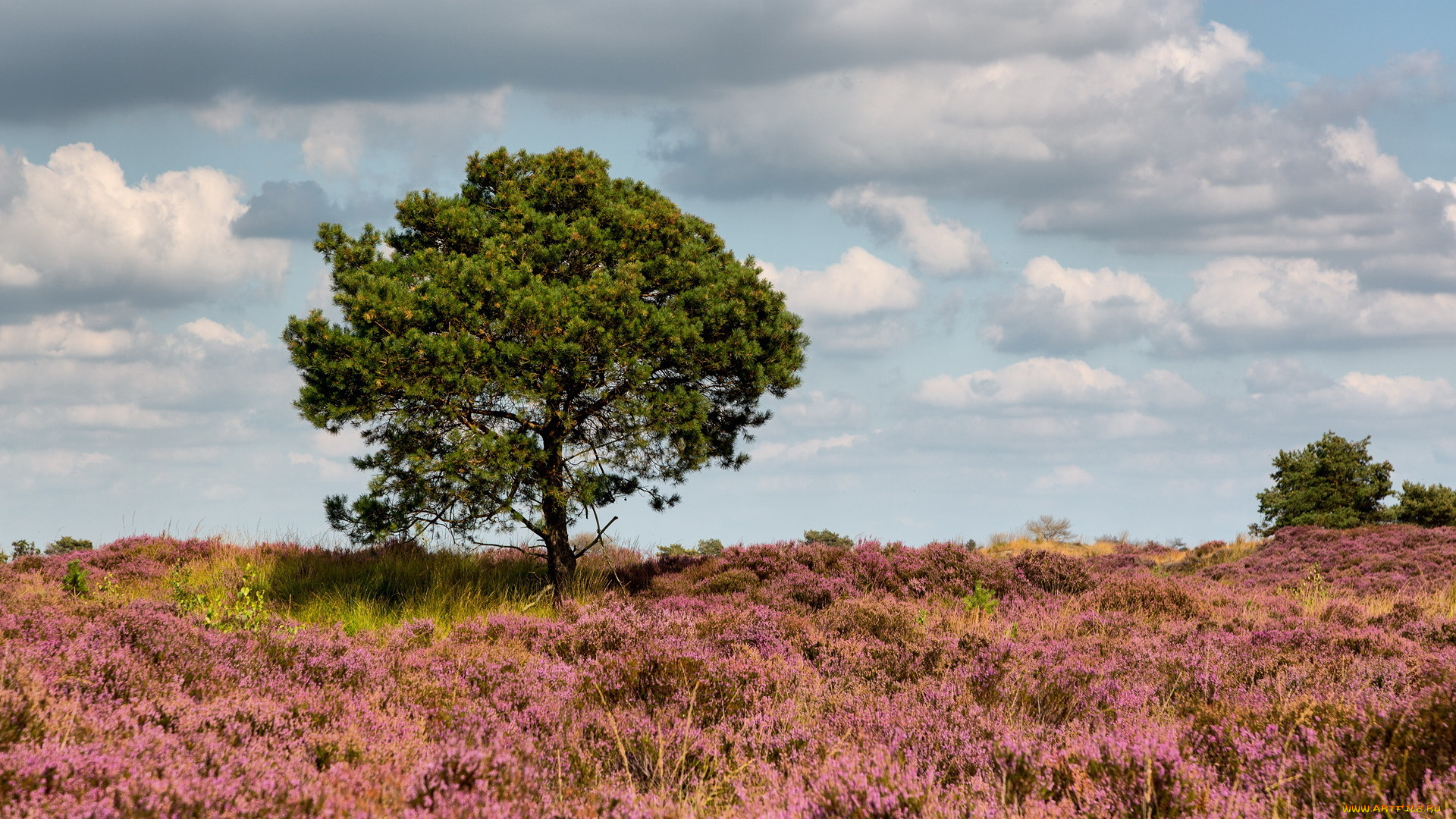 природа, деревья, дерево, поле