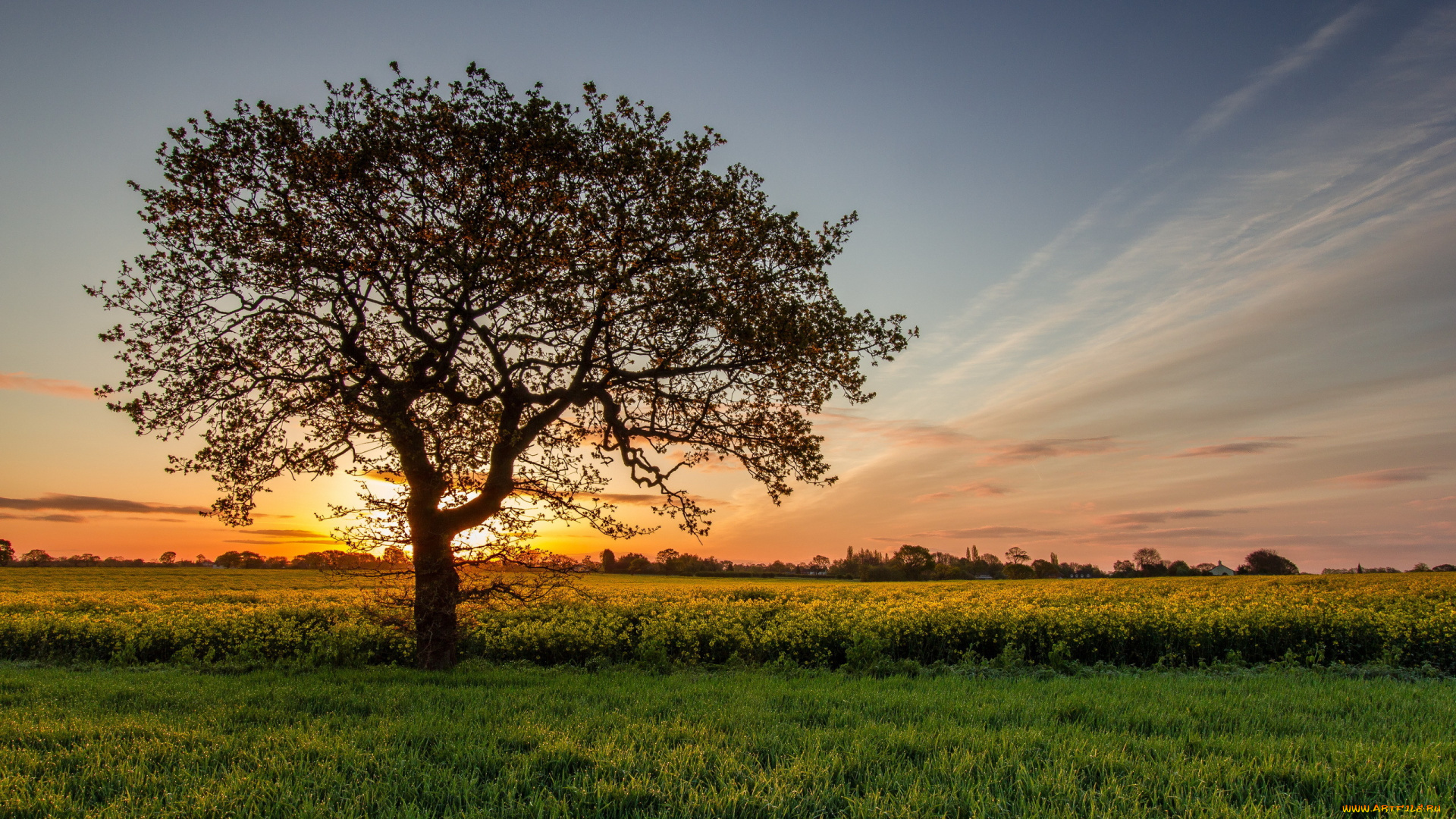 природа, деревья, закат, дерево, поле