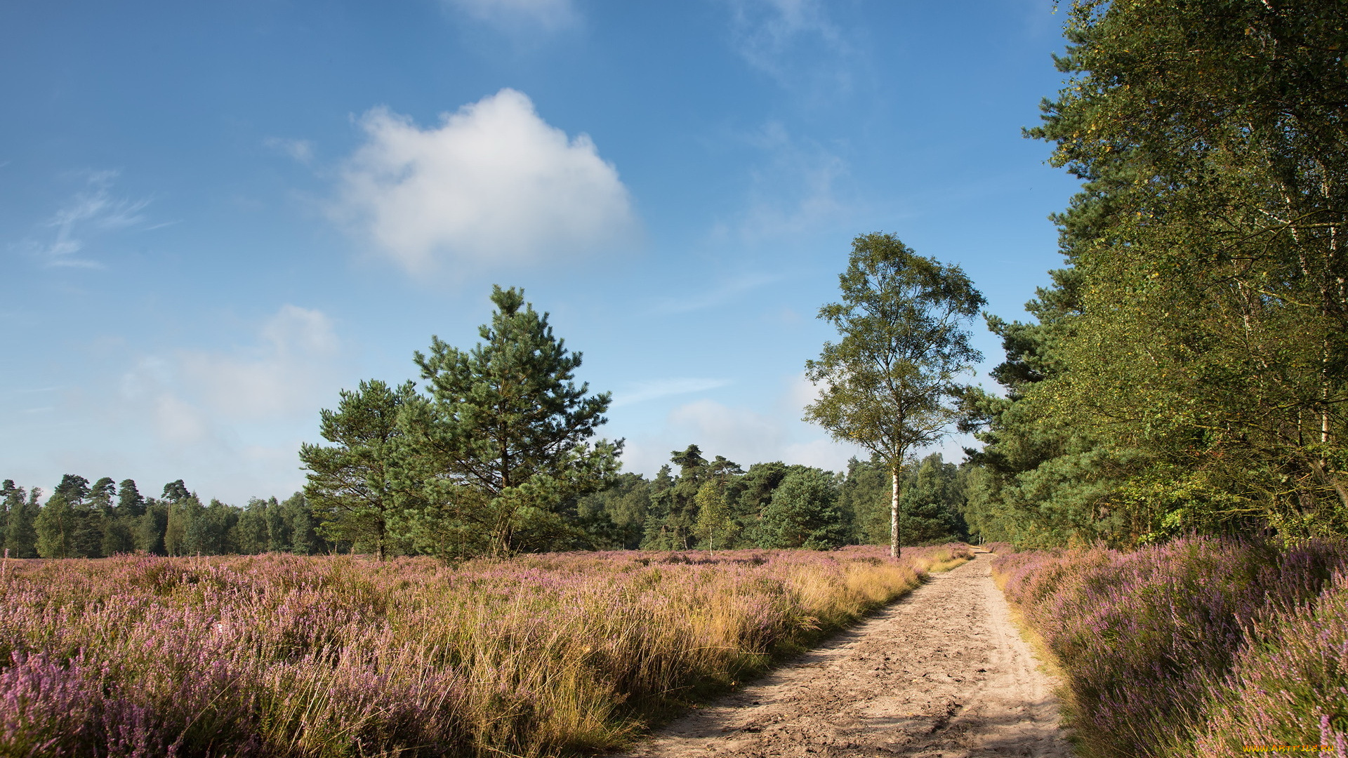 природа, дороги, пейзаж, лето, поле