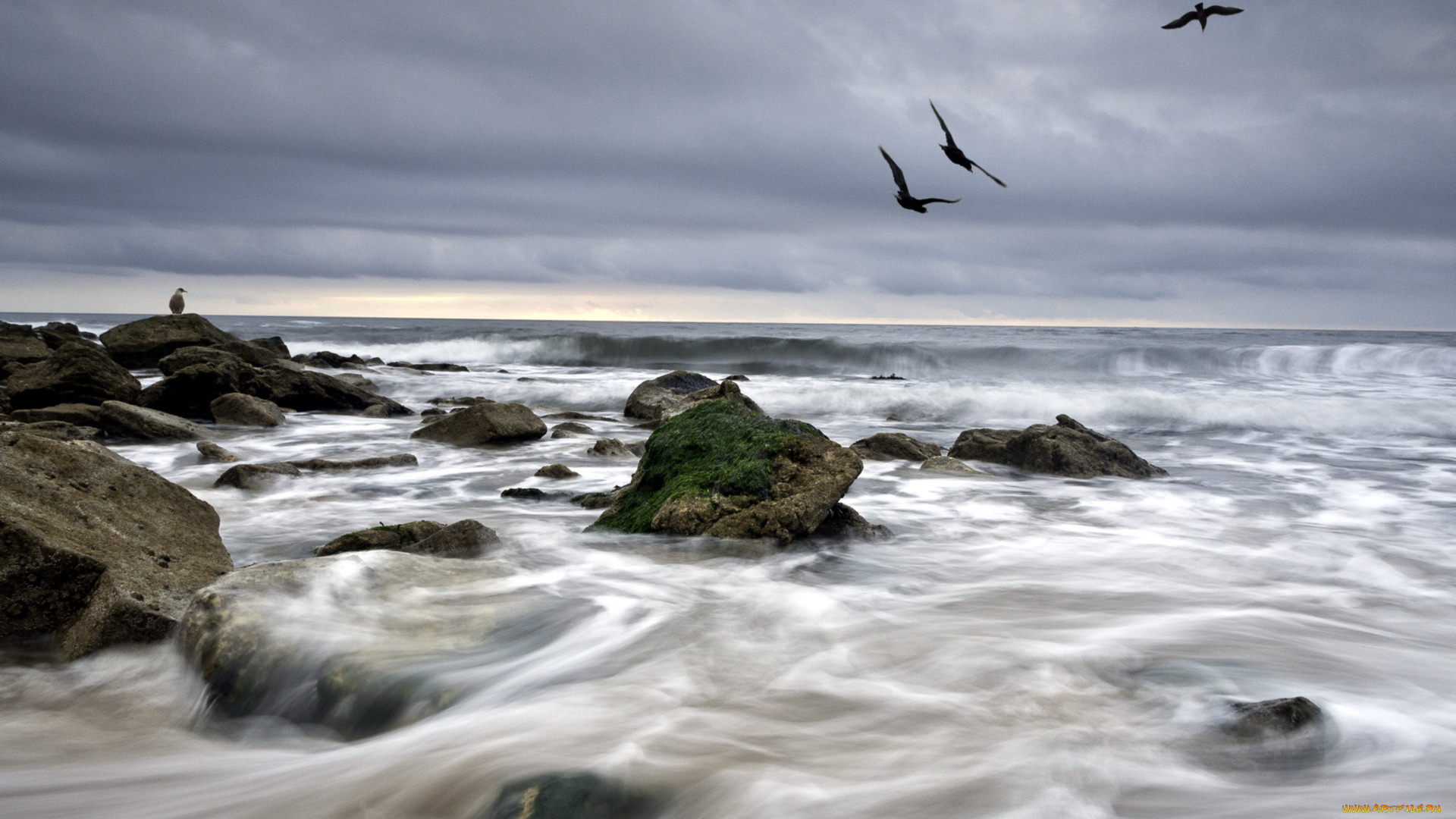 природа, побережье, море, волны, птицы, пейзаж