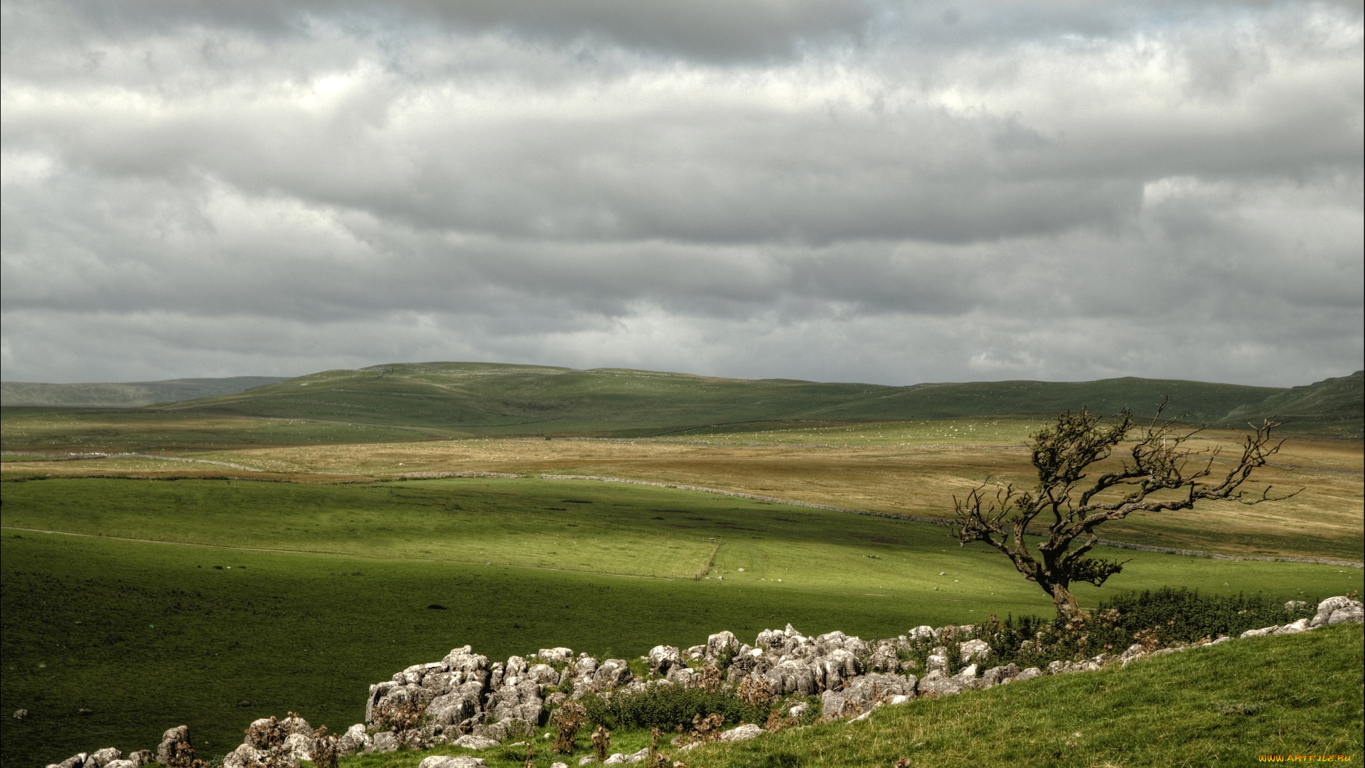 природа, поля, поле, дерево