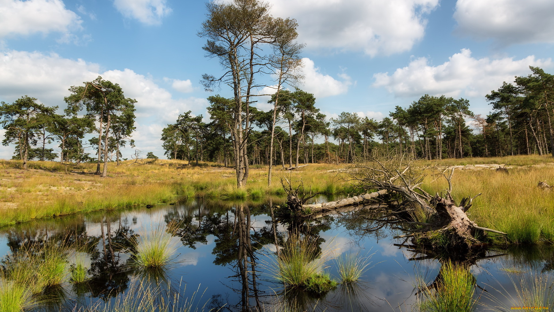 природа, реки, озера, озеро, лето, деревья
