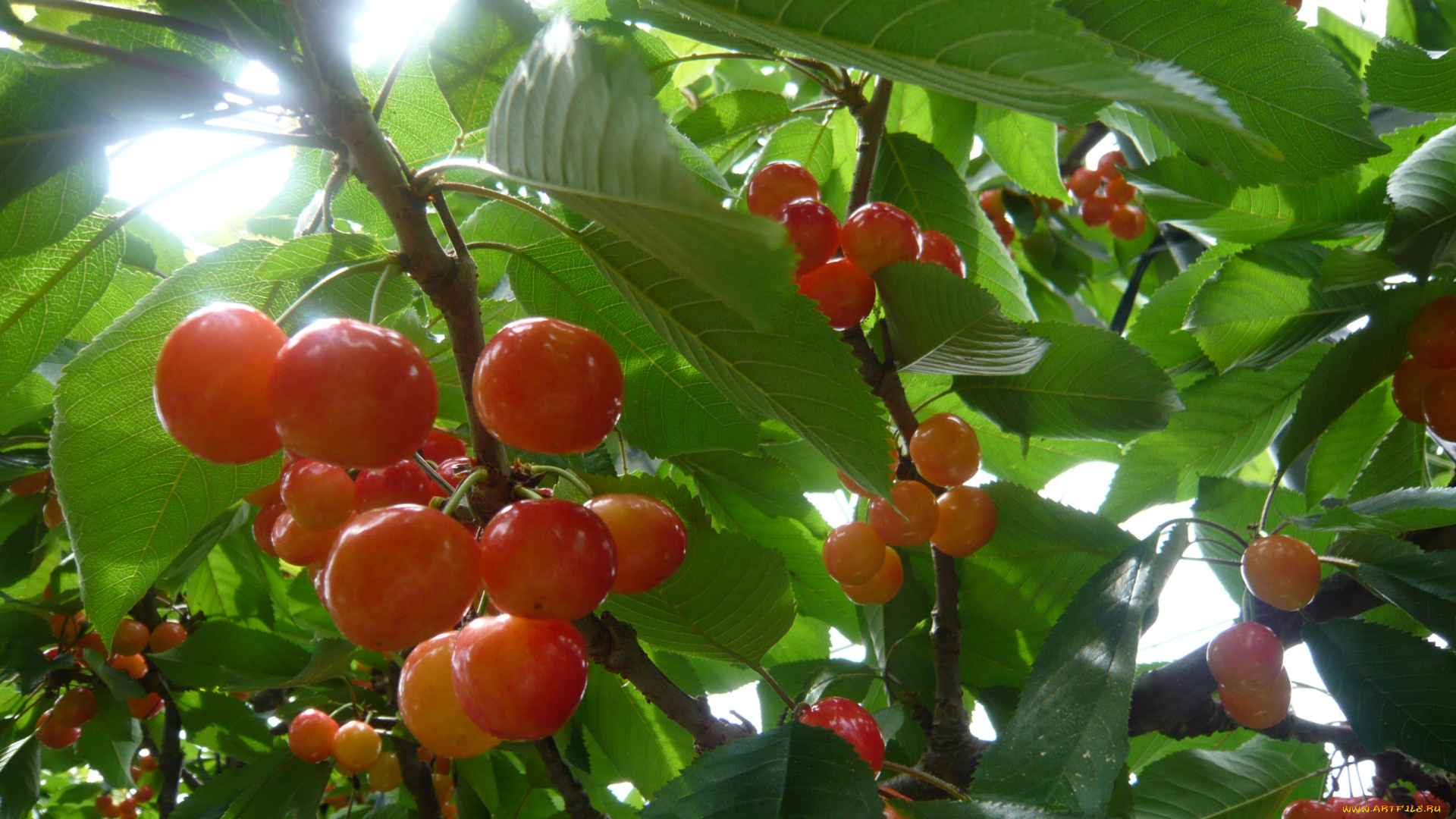 природа, Ягоды, лучи, ветка, листья, вишня