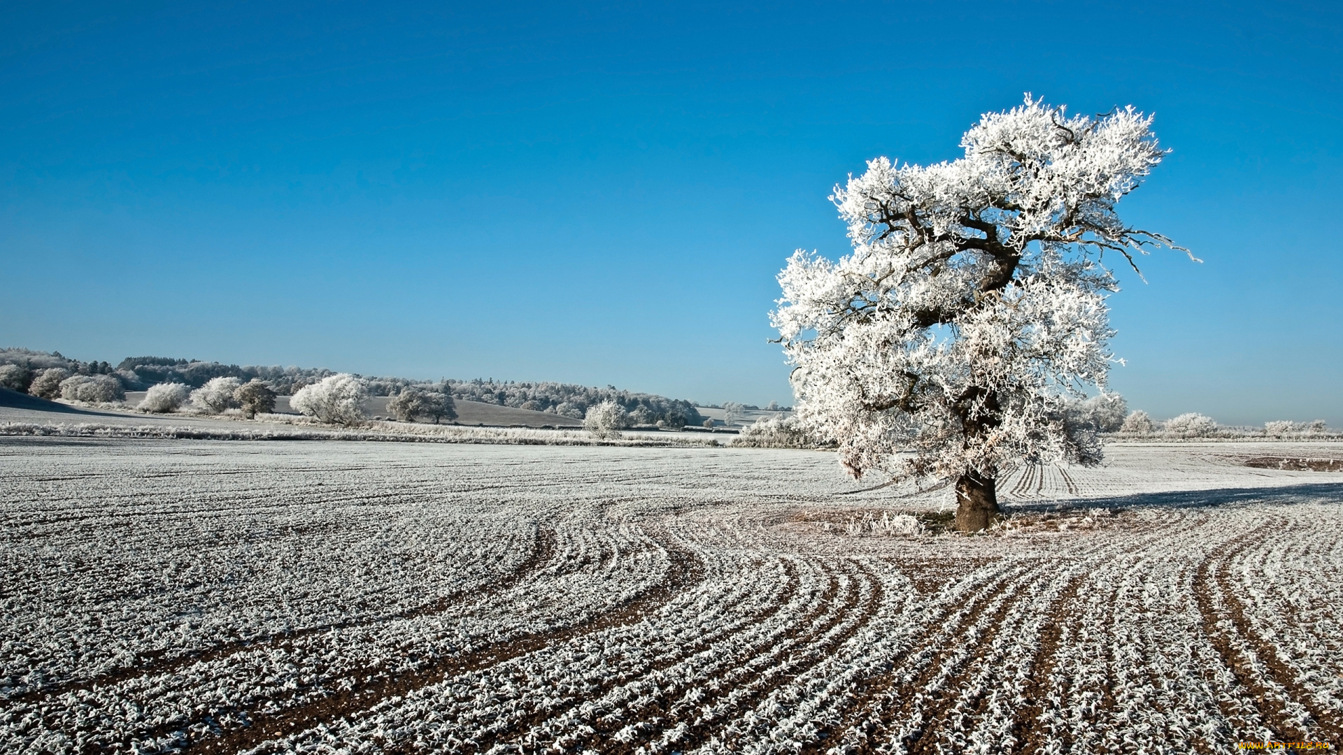 природа, зима, иней, дерево, поле