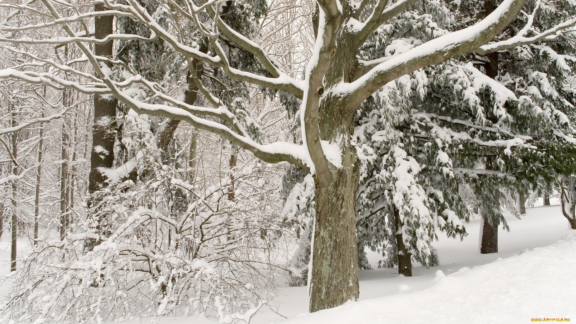природа, зима, лес, деревья, снег