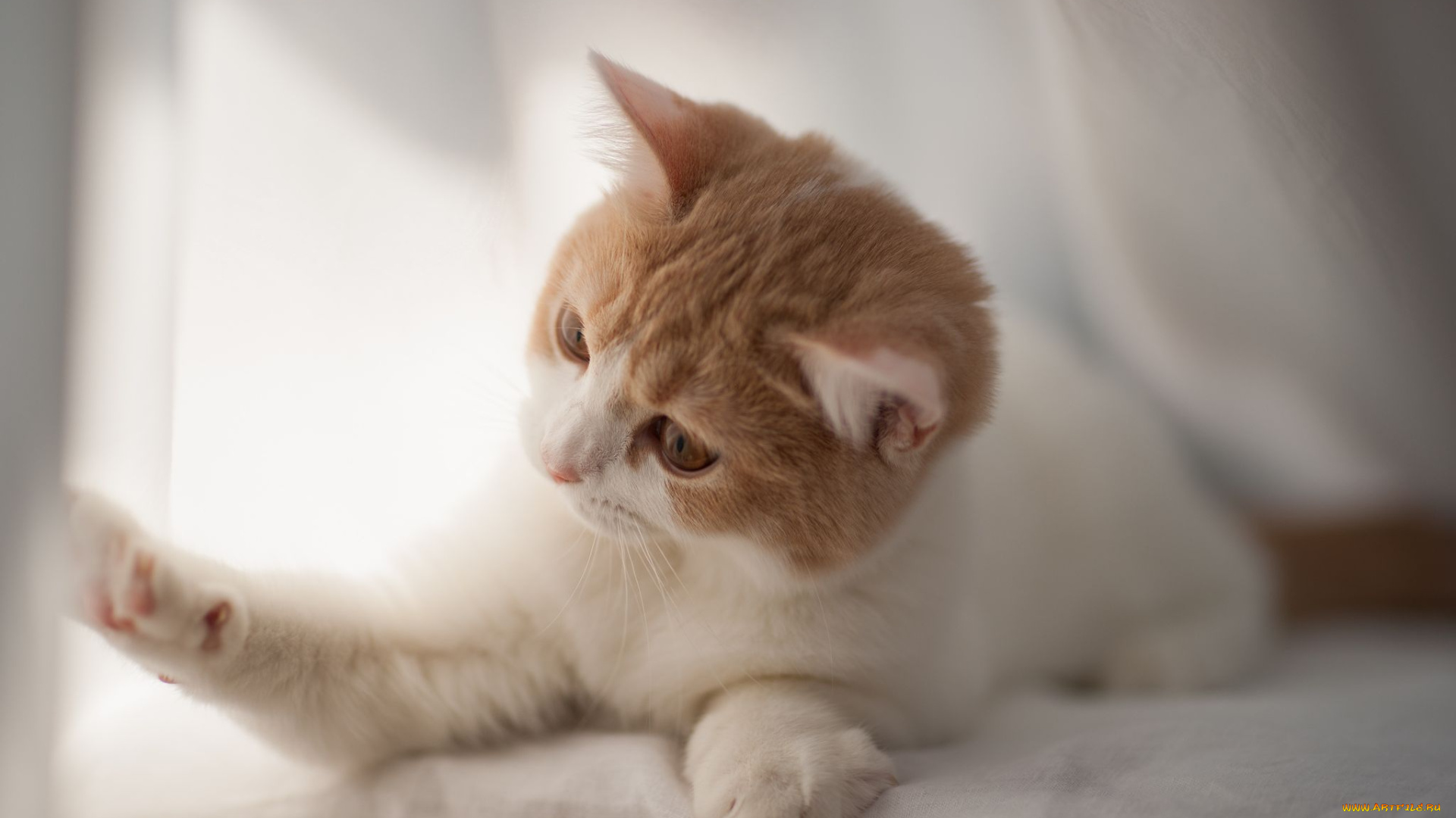 животные, коты, киска