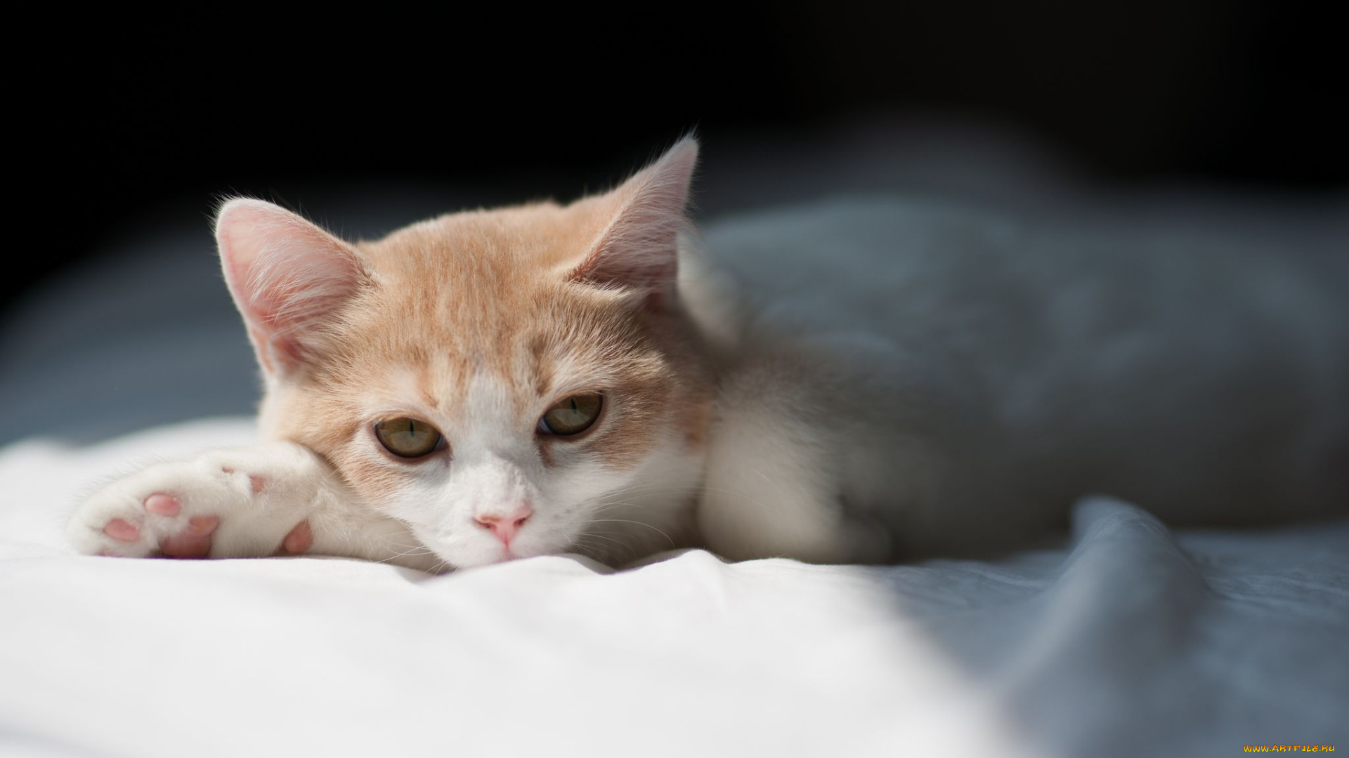 животные, коты, взгляд