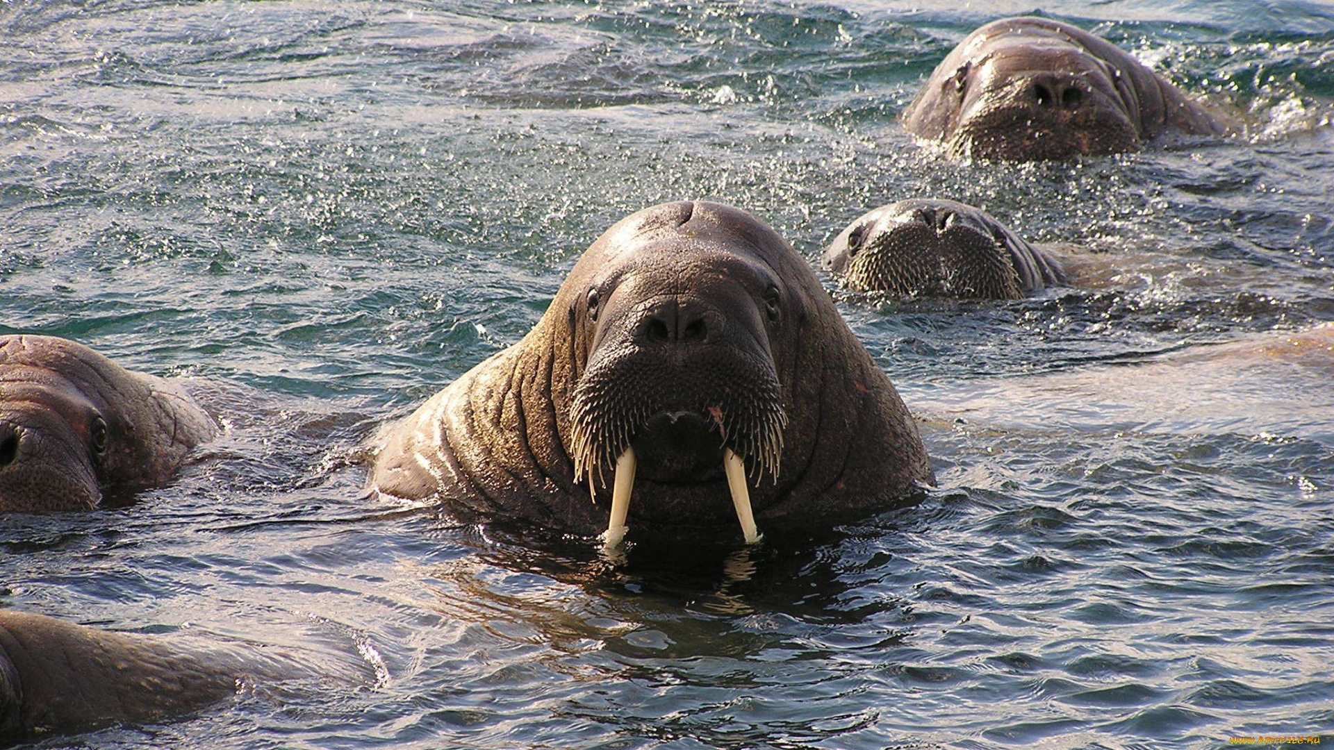 животные, моржи