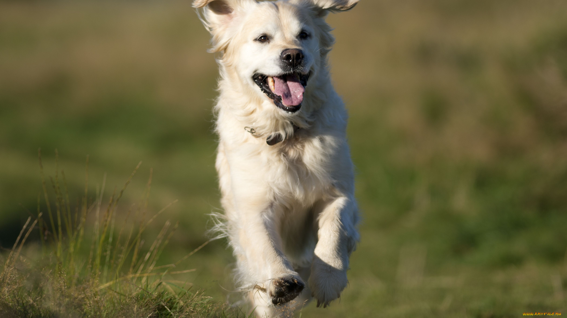 животные, собаки, golden, retriever, голден, ретривер, настроение