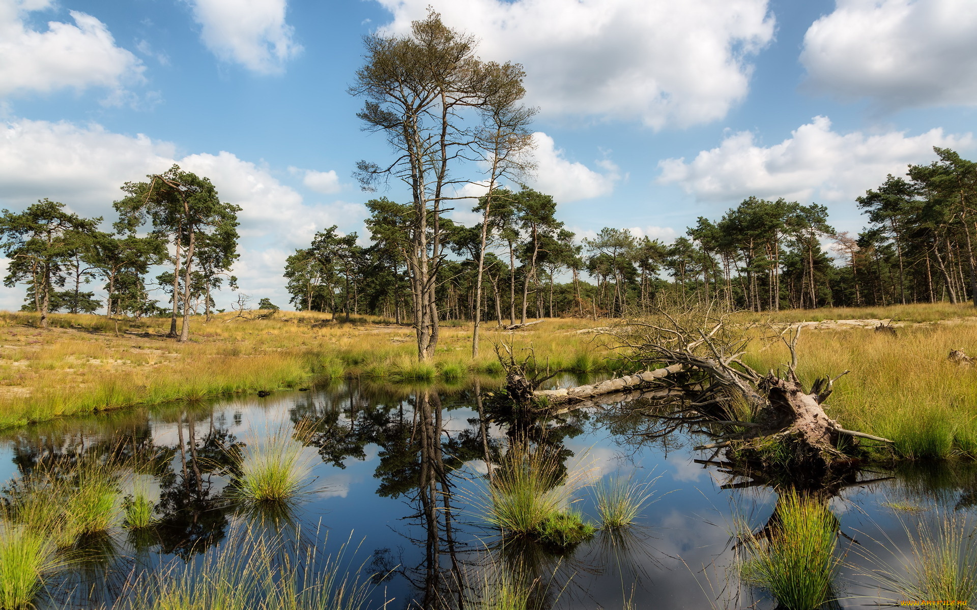 природа, реки, озера, озеро, лето, деревья