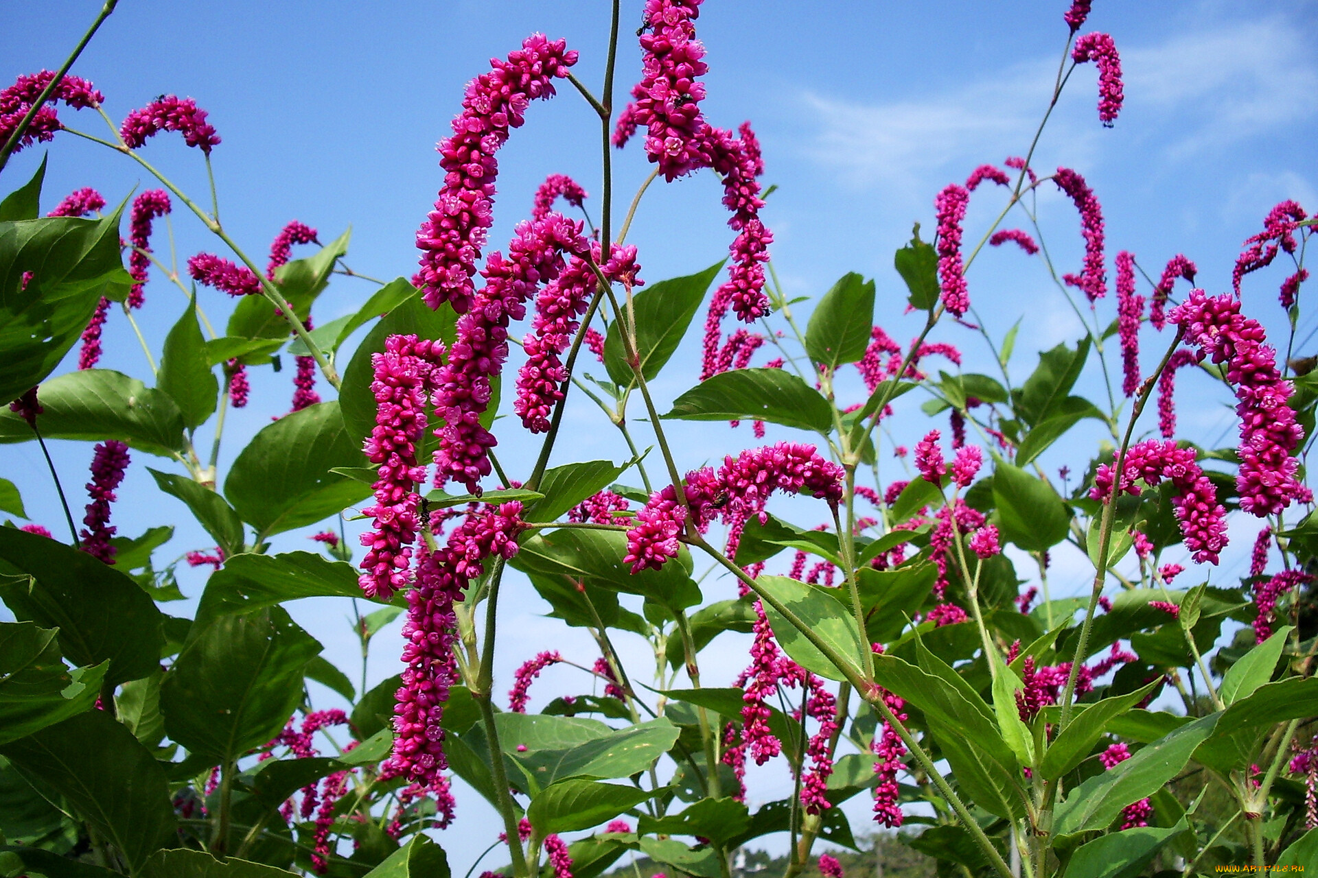 цветы, листья, небо