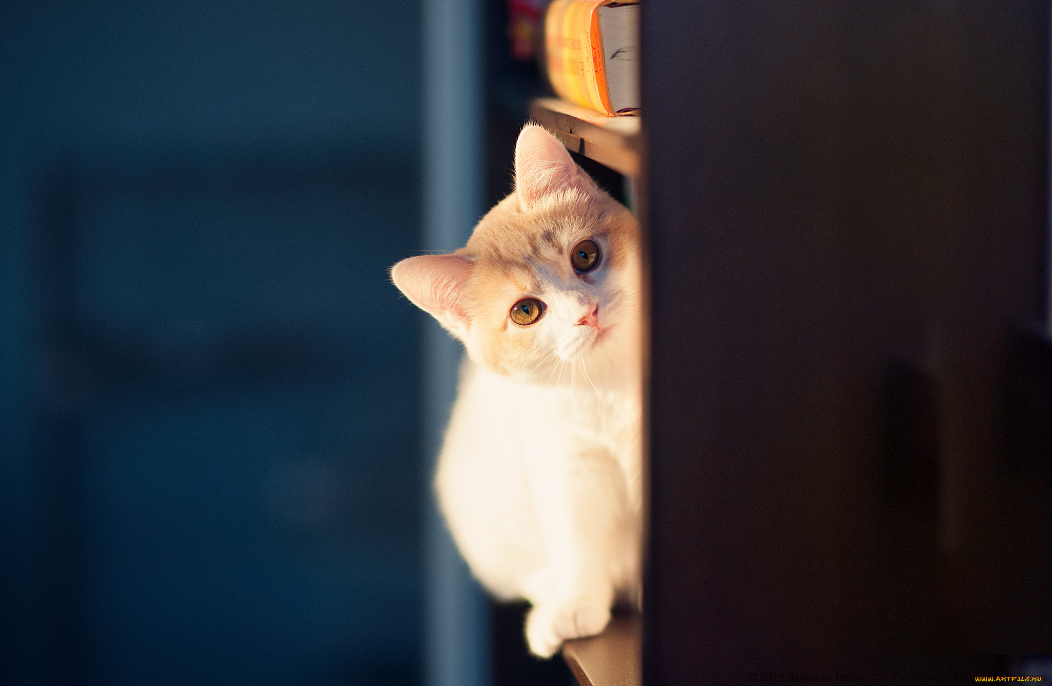 животные, коты, киска