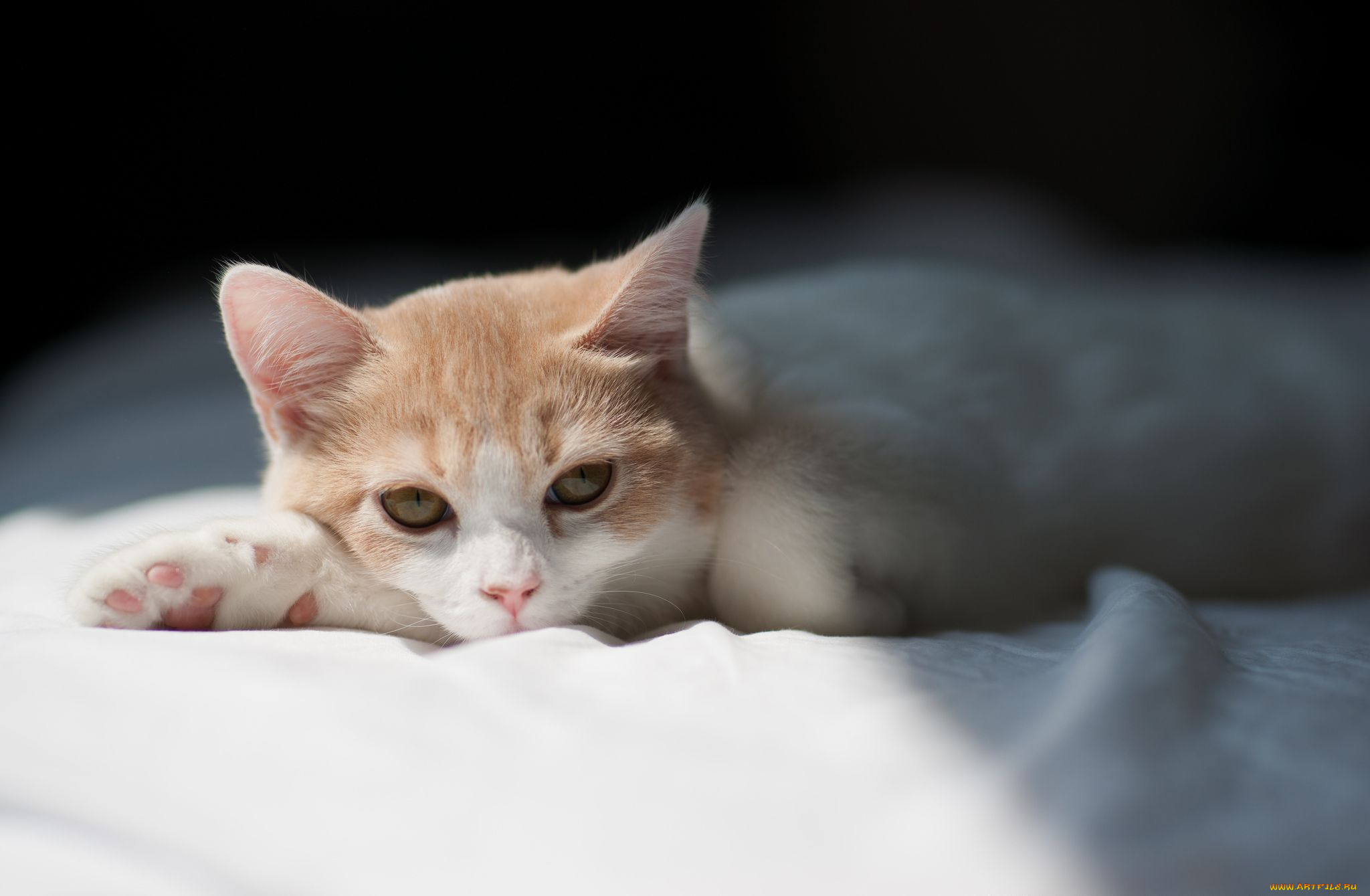 животные, коты, взгляд