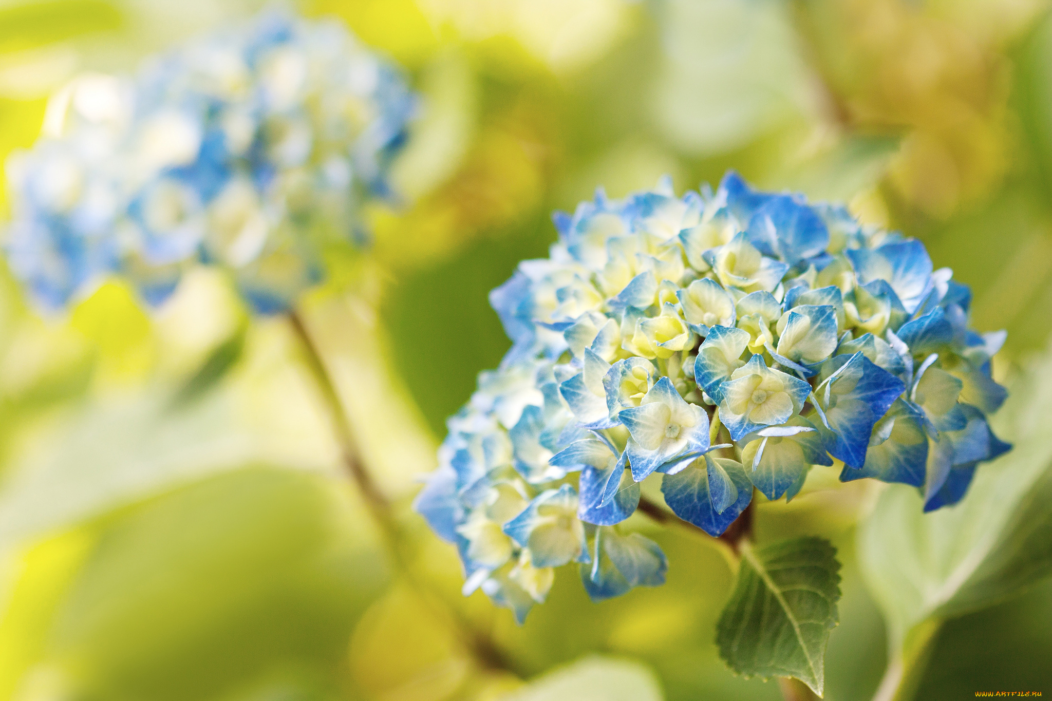 цветы, гортензия, соцветия