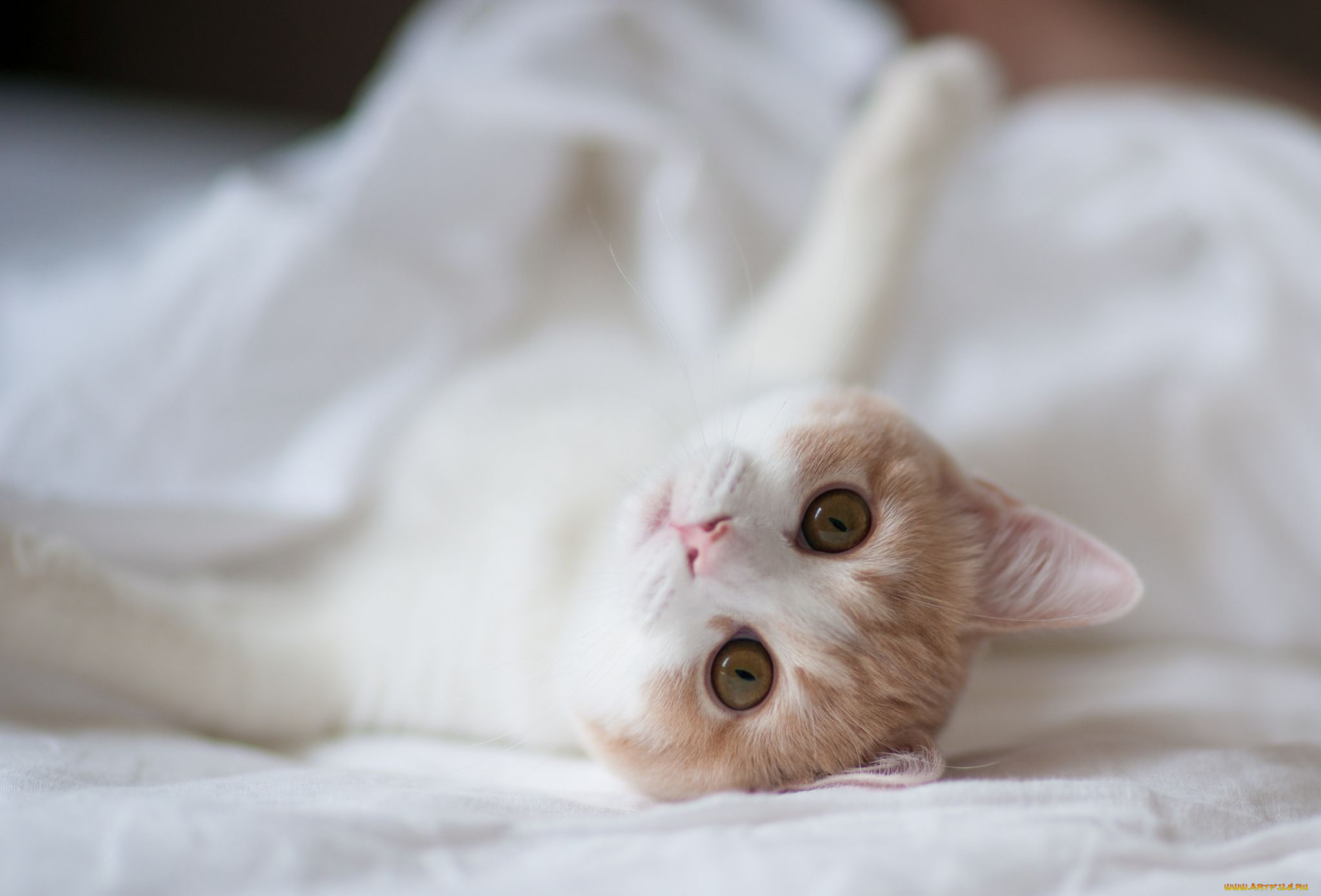 животные, коты, взгляд