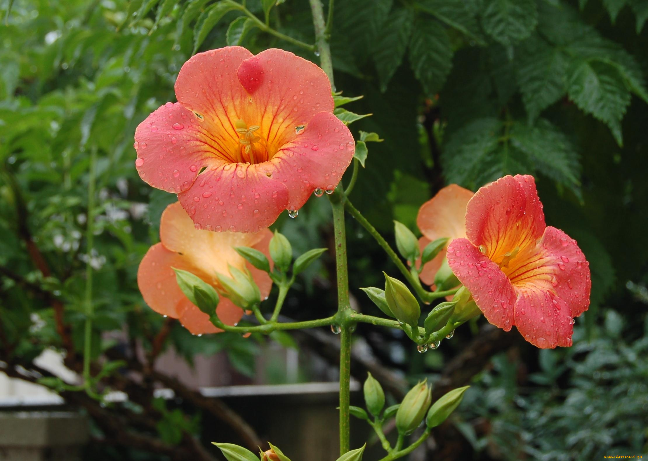 цветы, кампсис, текома, капли, бутоны