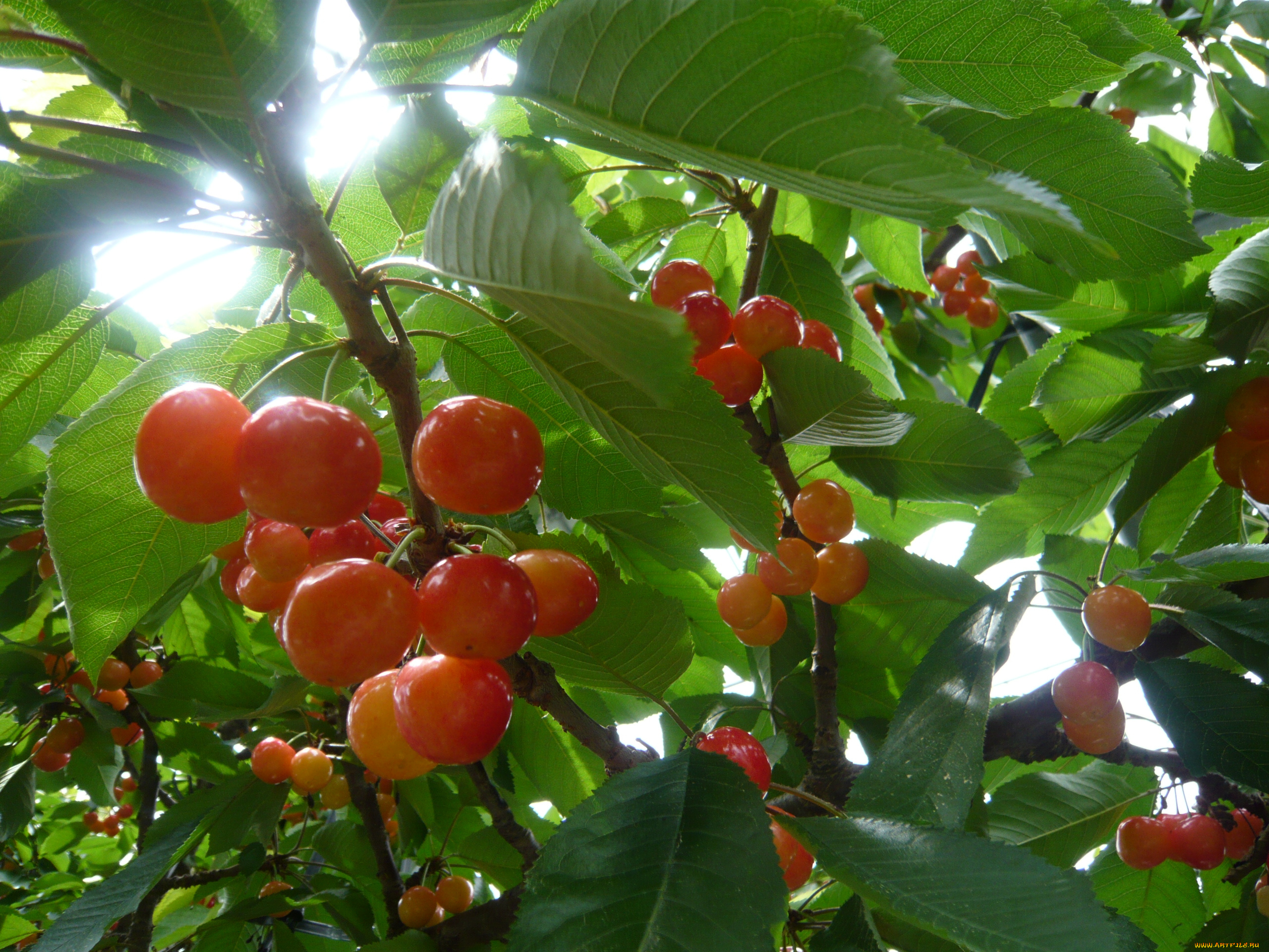 природа, Ягоды, лучи, ветка, листья, вишня