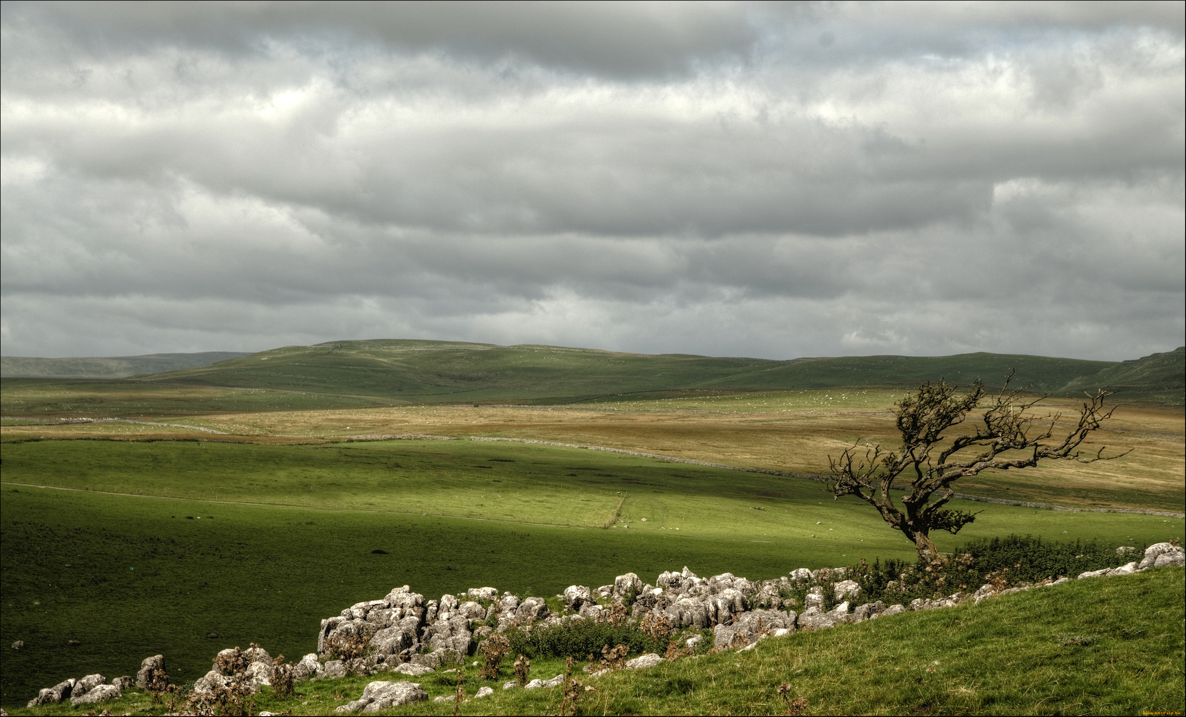 природа, поля, поле, дерево