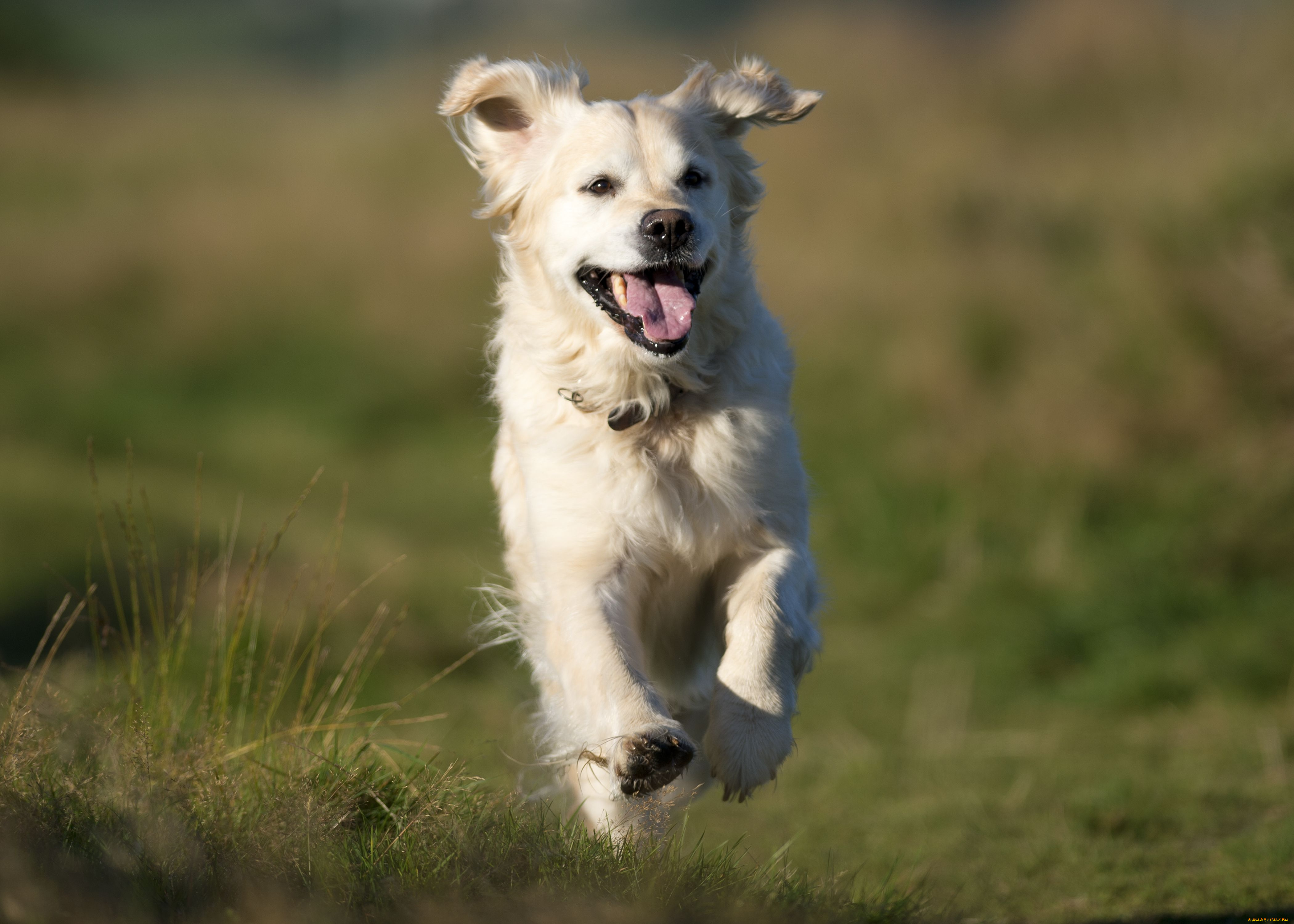 животные, собаки, golden, retriever, голден, ретривер, настроение