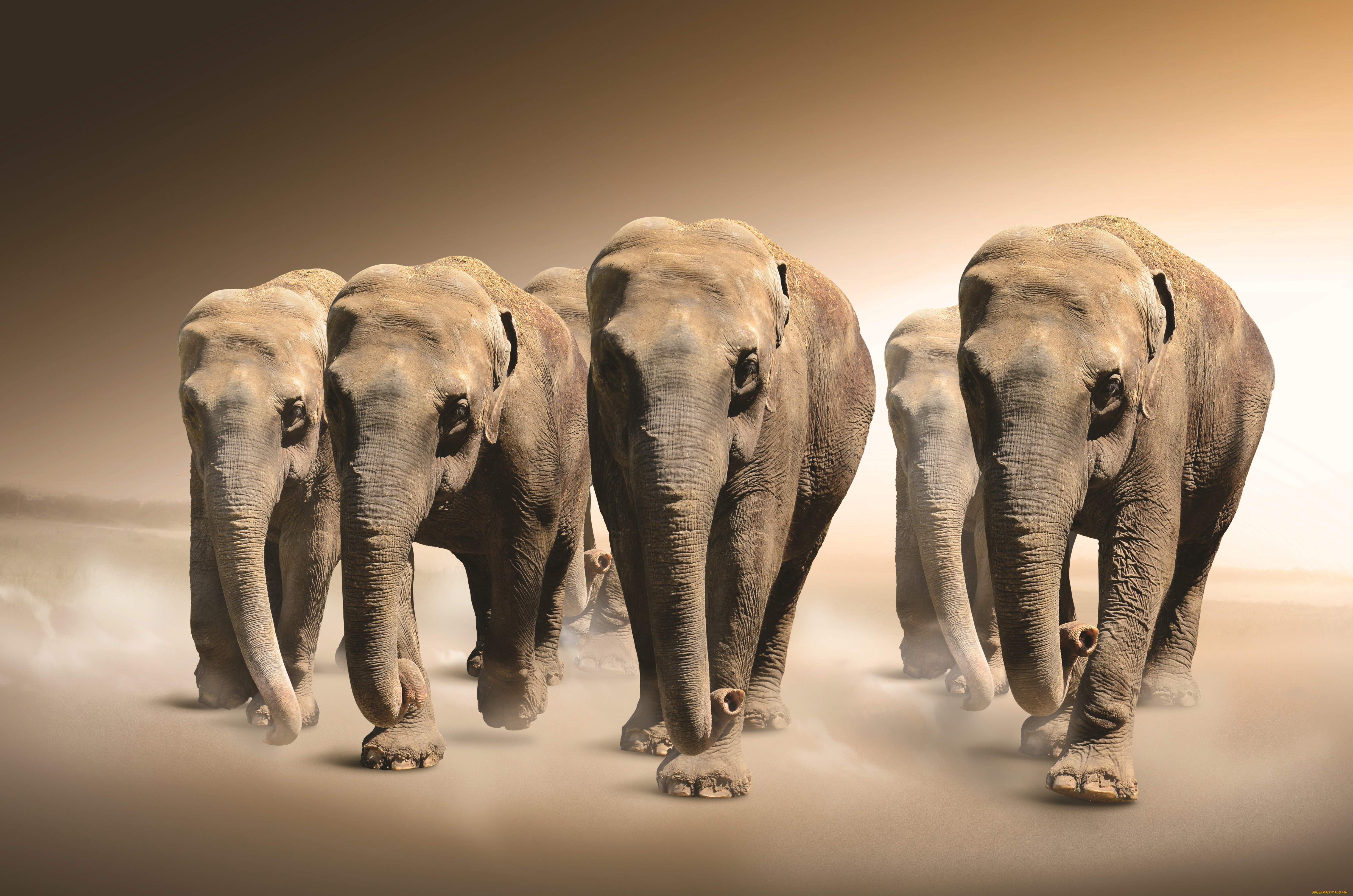 животные, слоны