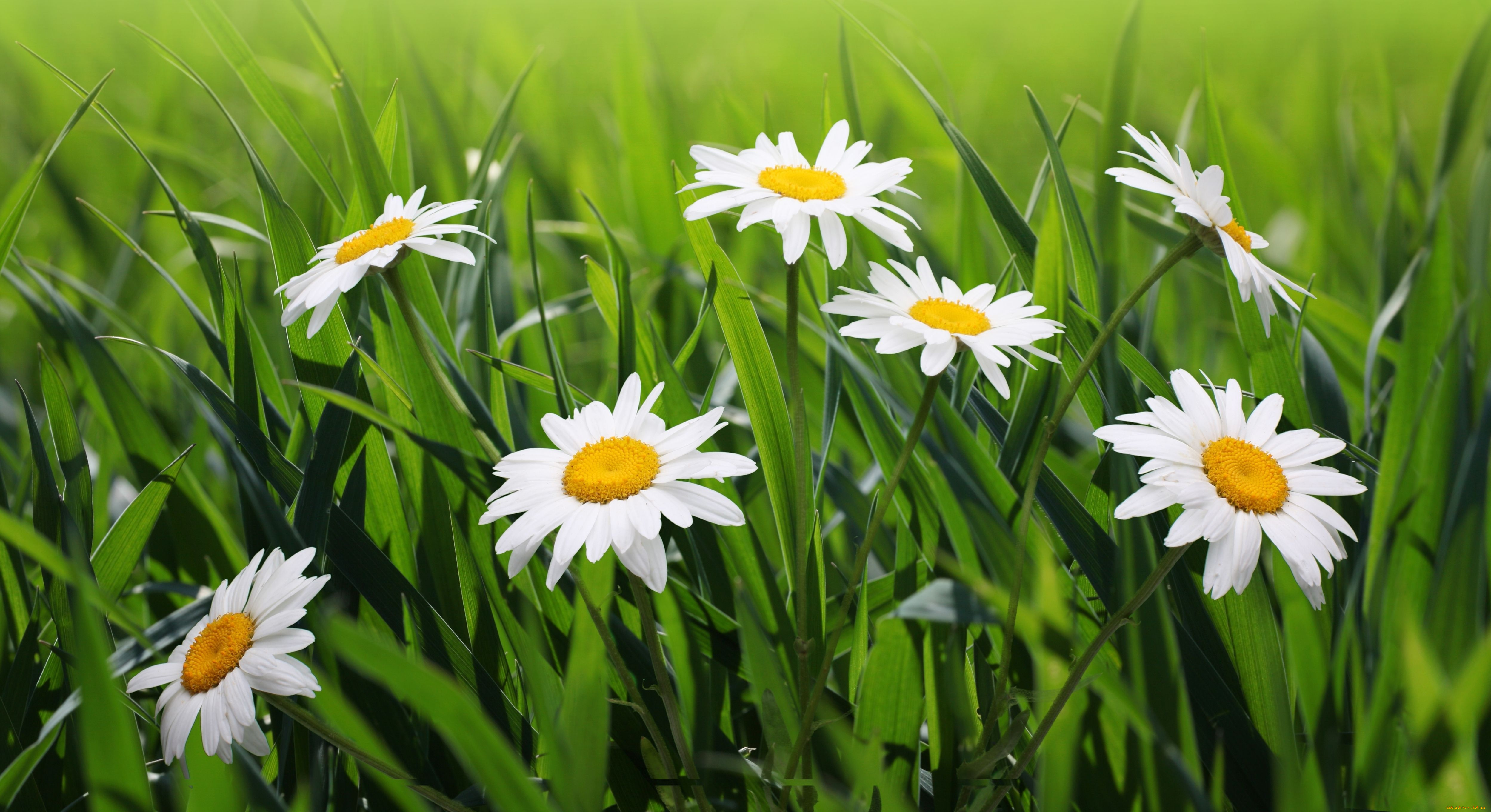 цветы, ромашки, трава