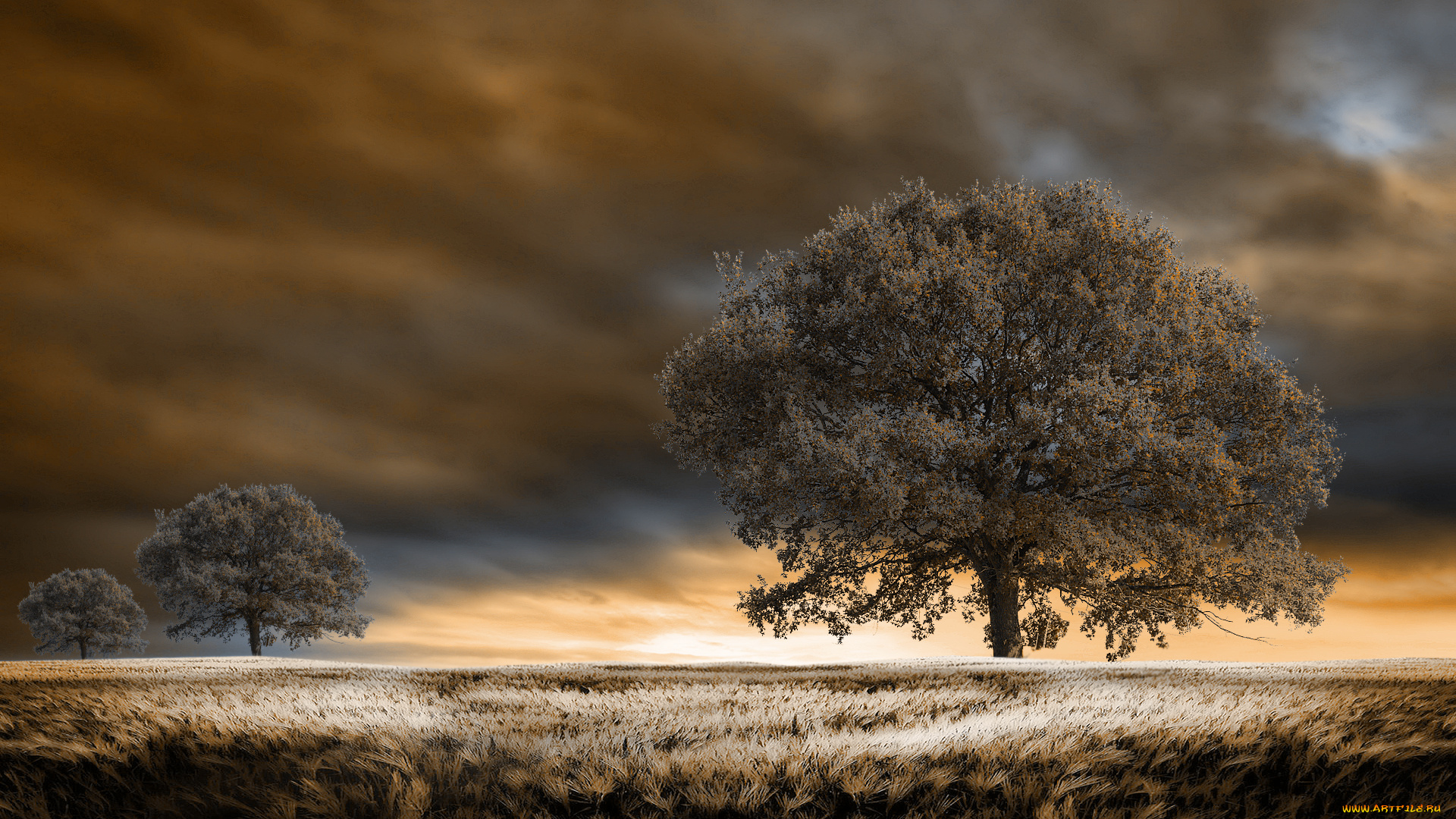 3д, графика, modeling, моделирование, тучи, трава, деревья, поле