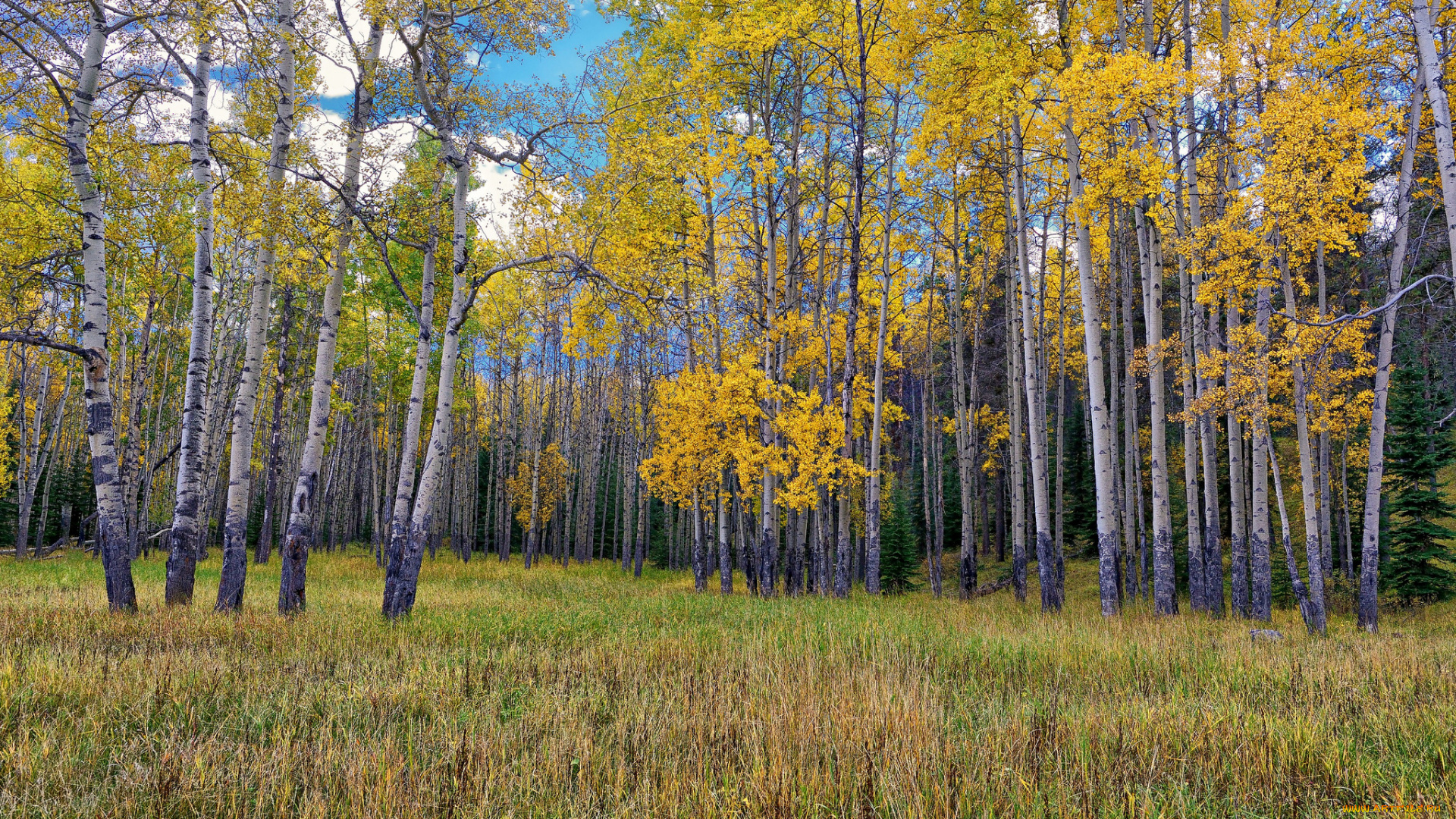 jasper, national, park, alberta, canada, природа, лес, берёзы, осень, роща, джаспер, альберта, канада