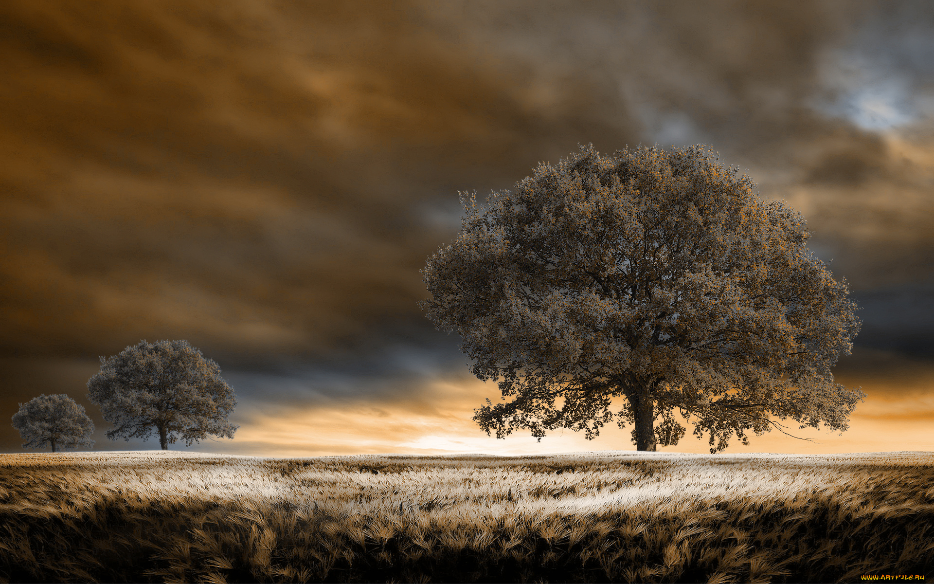 3д, графика, modeling, моделирование, тучи, трава, деревья, поле