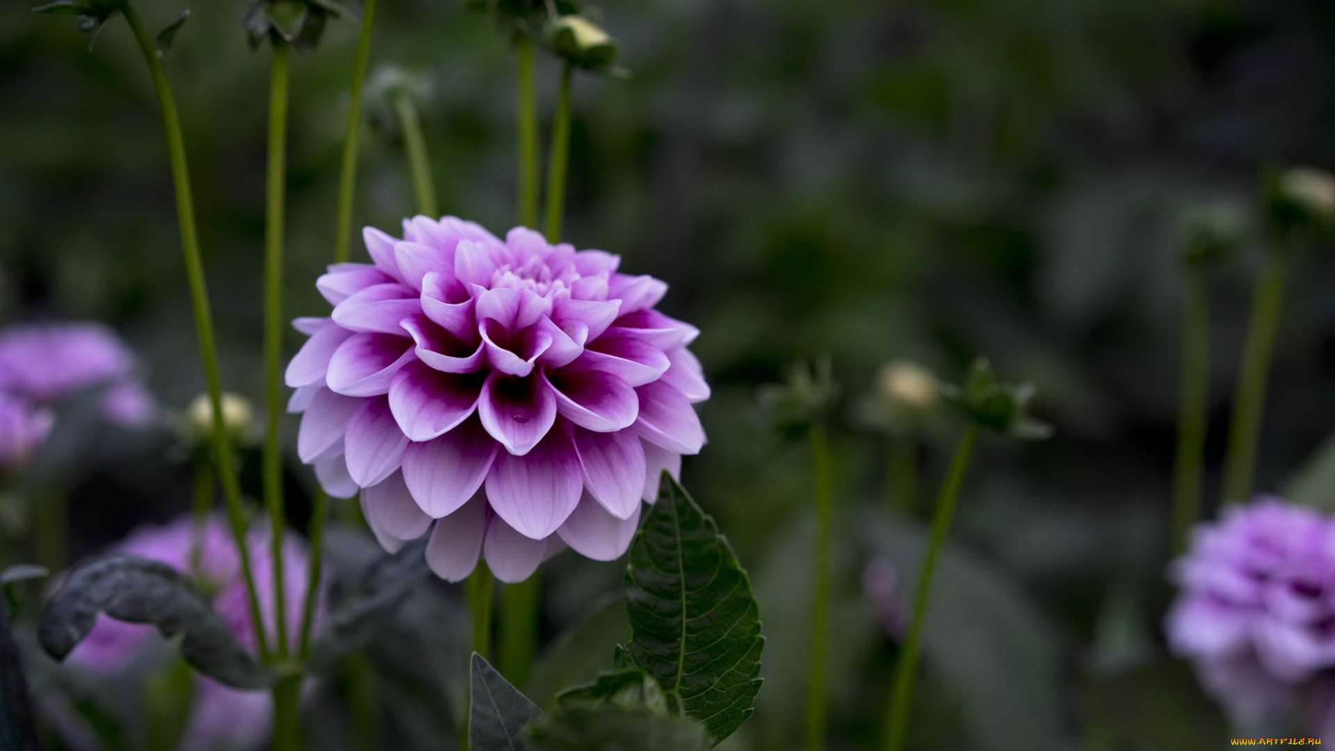 цветы, георгины, георгин, фиолетовый, лепестки, листья, цветение