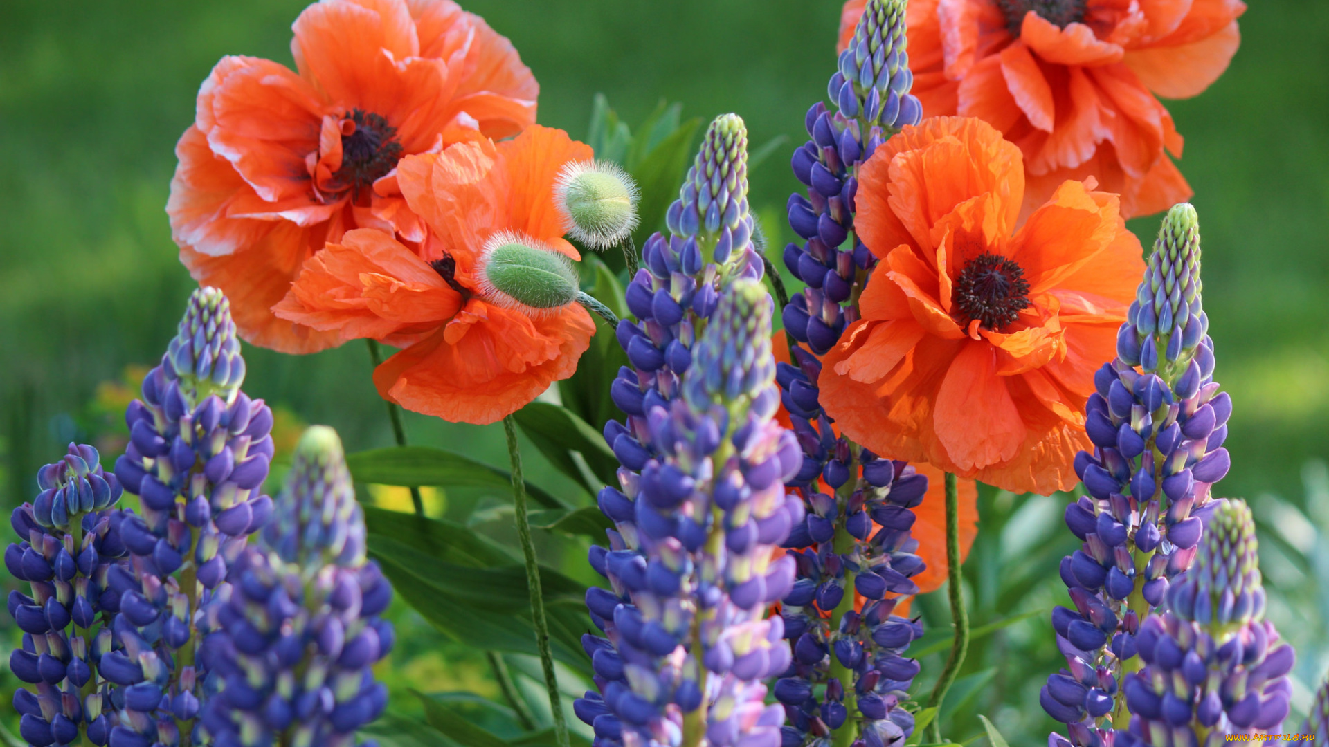 цветы, разные, вместе, люпин, маки, яркость, цвета, цветение