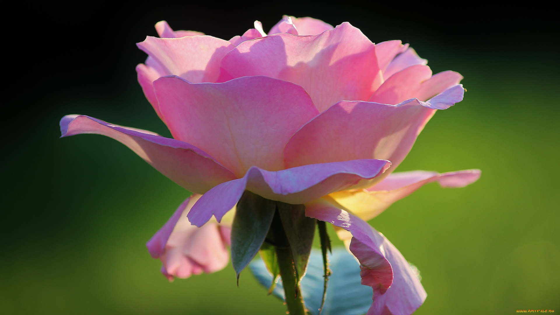 цветы, розы, лепестки, фон, нежная, розовая, роза