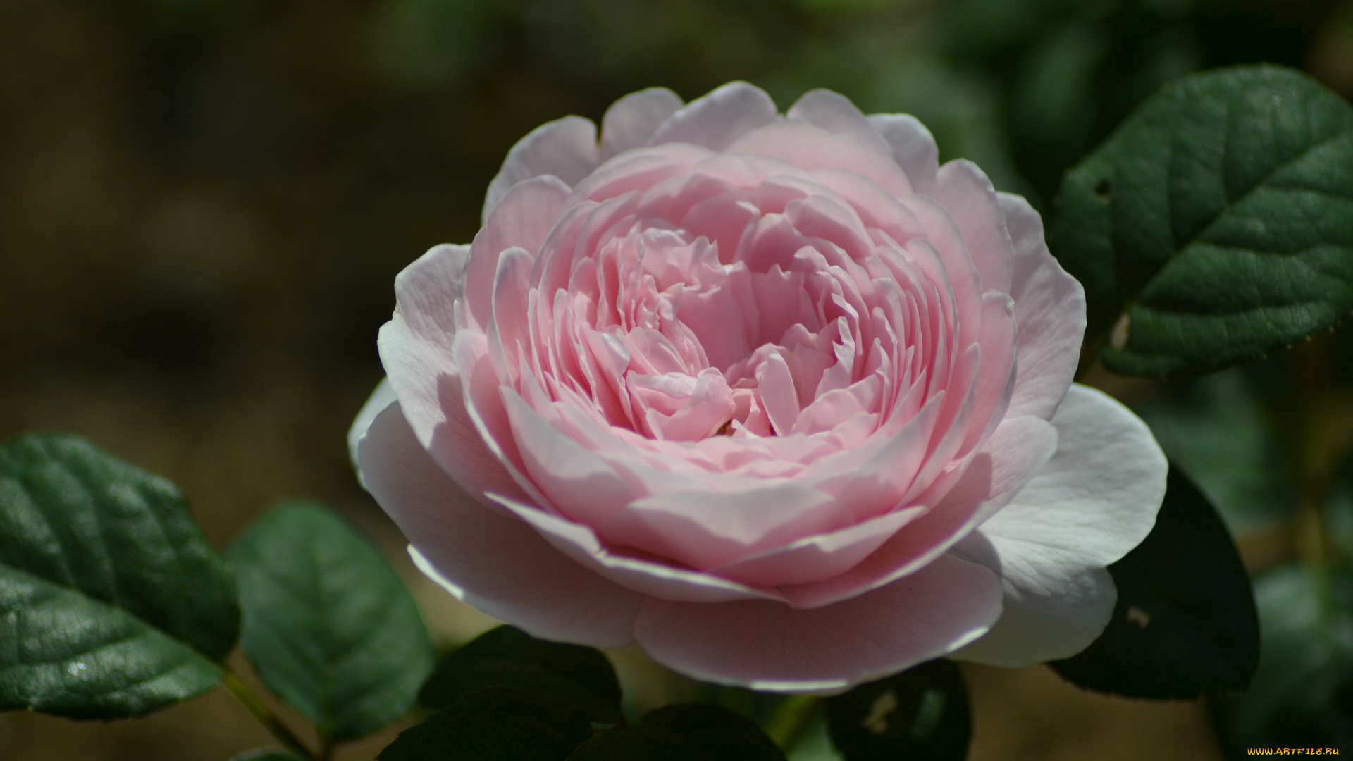 цветы, розы, листья, розовая, роза