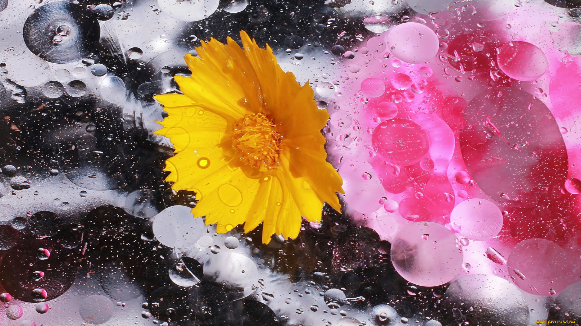 цветы, жёлтый, капли