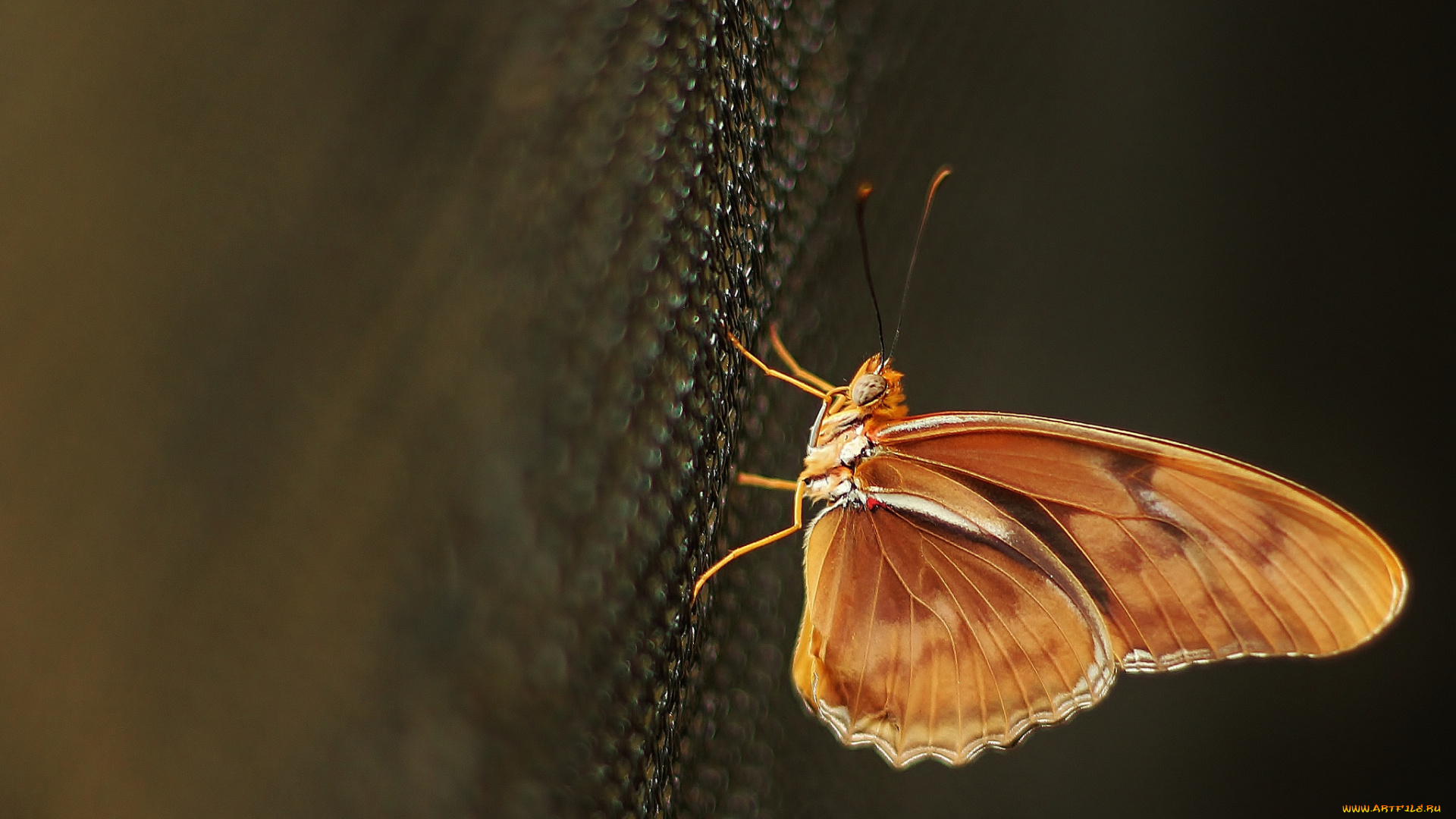 животные, бабочки, бежевая, бабочка, макро