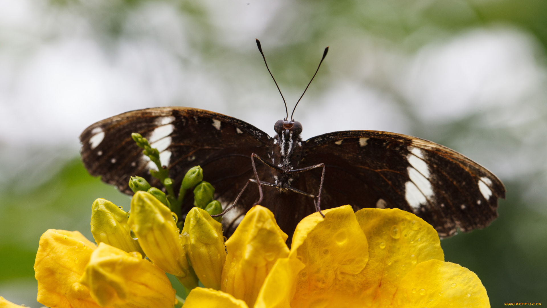 животные, бабочки, цветы, макро, бабочка