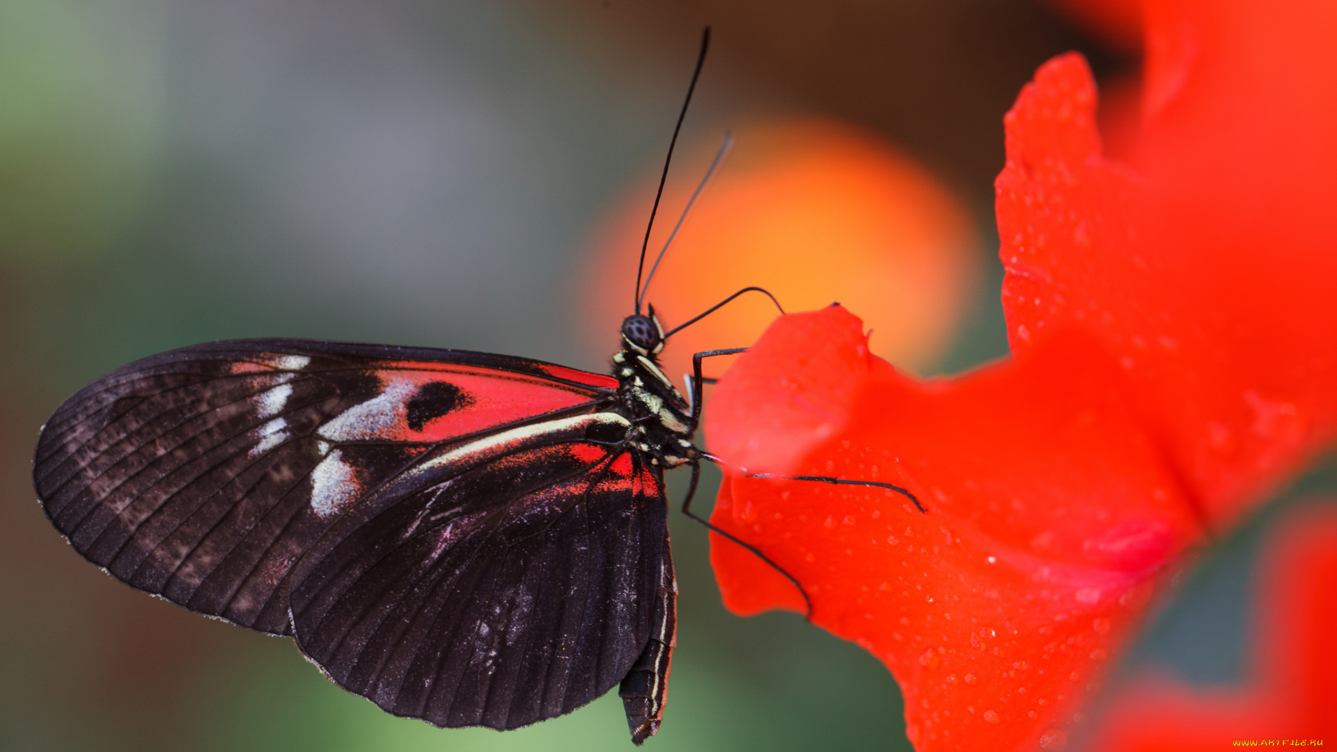 животные, бабочки, цветы, макро, бабочка