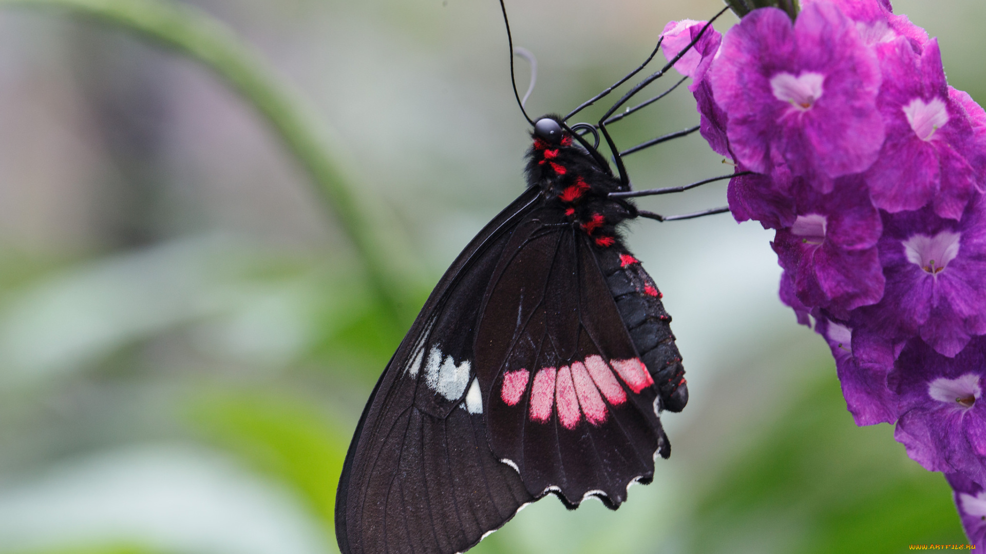 животные, бабочки, цветы, макро, бабочка
