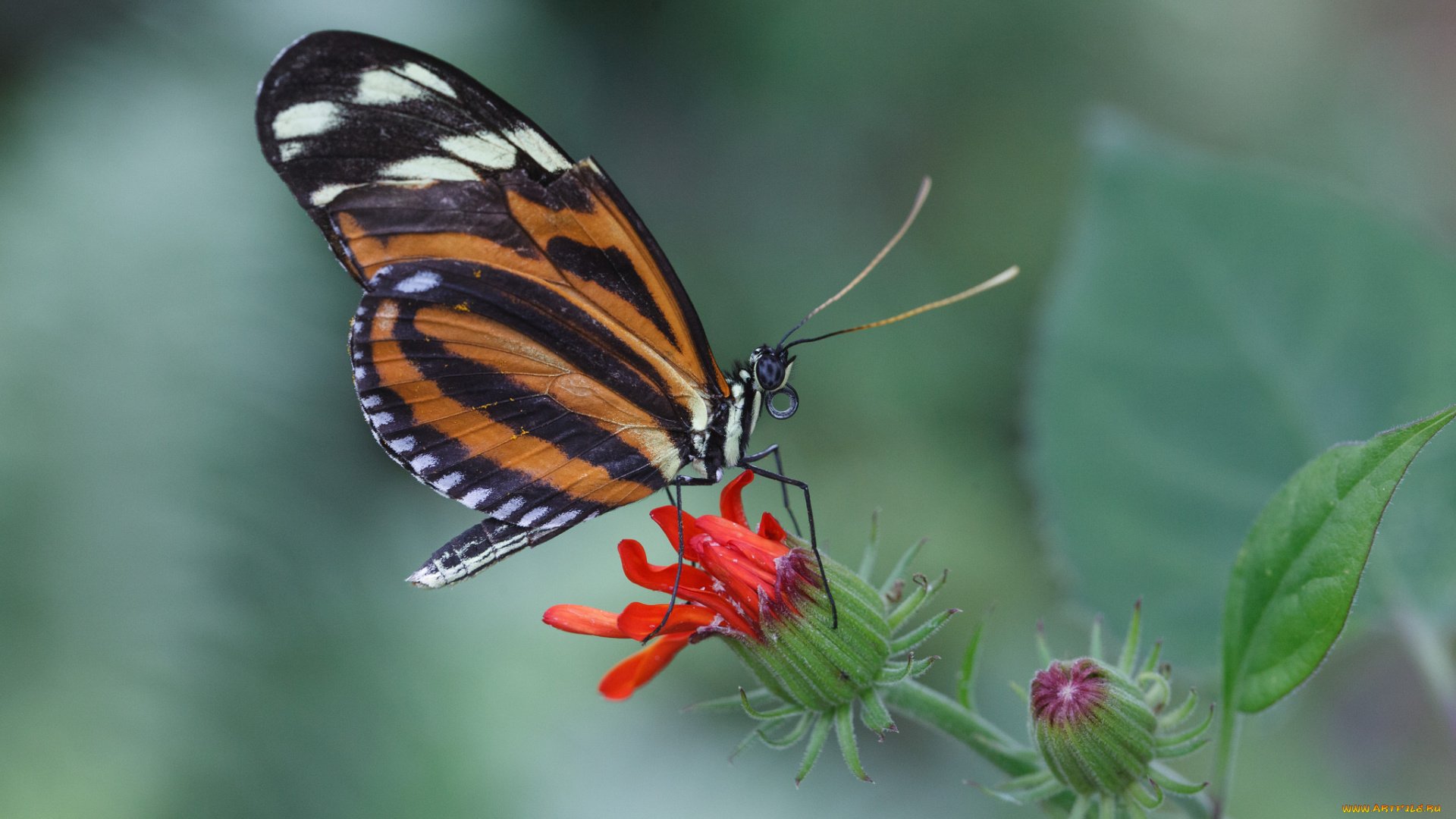 животные, бабочки, фон, макро, бабочка