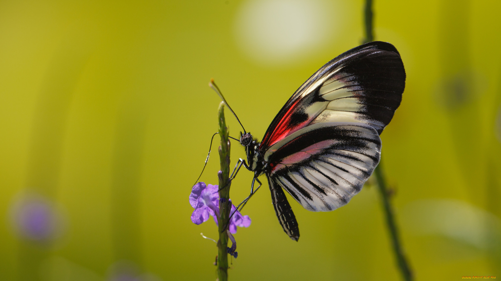 животные, бабочки, фон, макро, бабочка, сиреневые, цветы