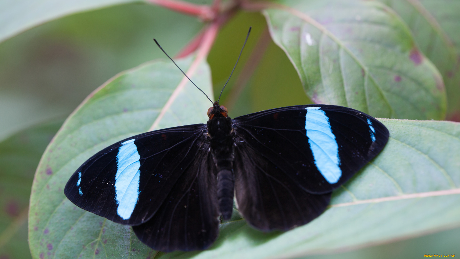 животные, бабочки, крылья, чёрная, бабочка