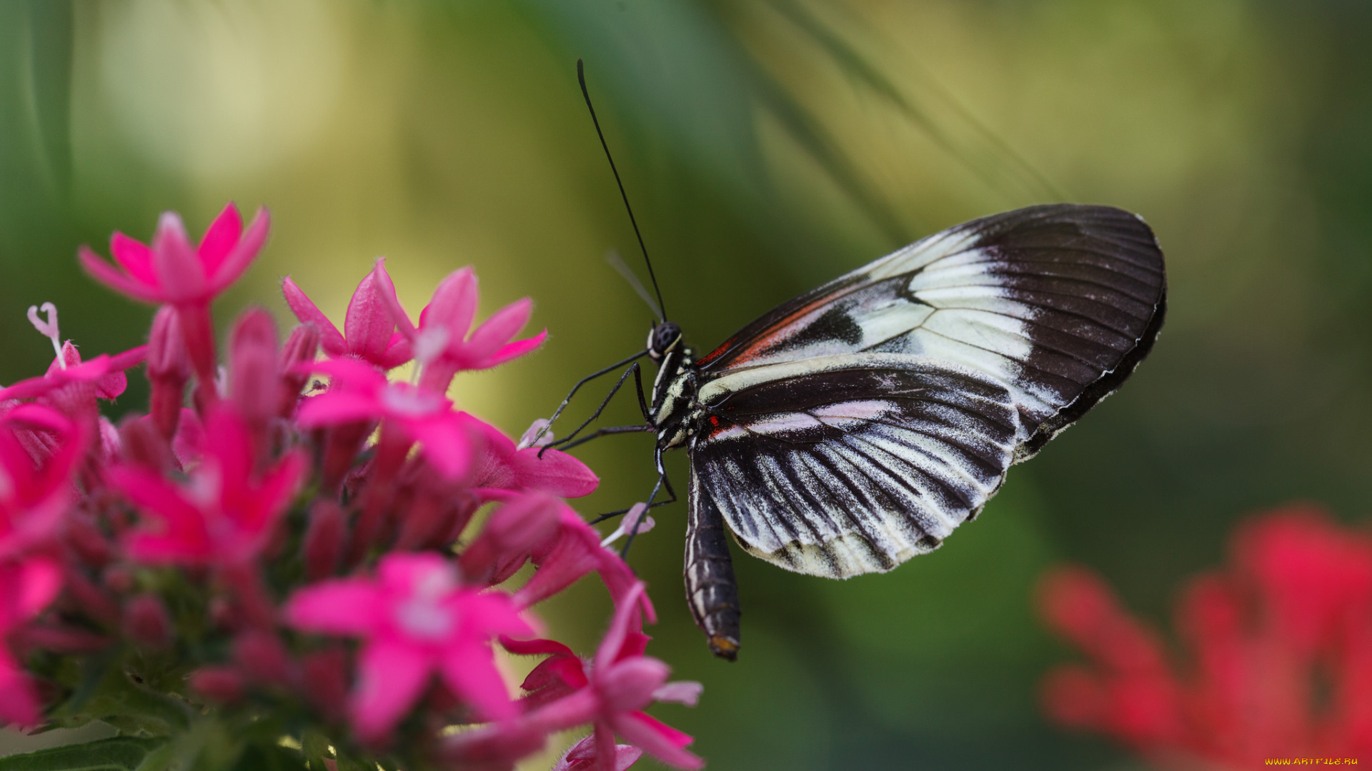 животные, бабочки, макро, бабочка, фон, малиновые, цветы