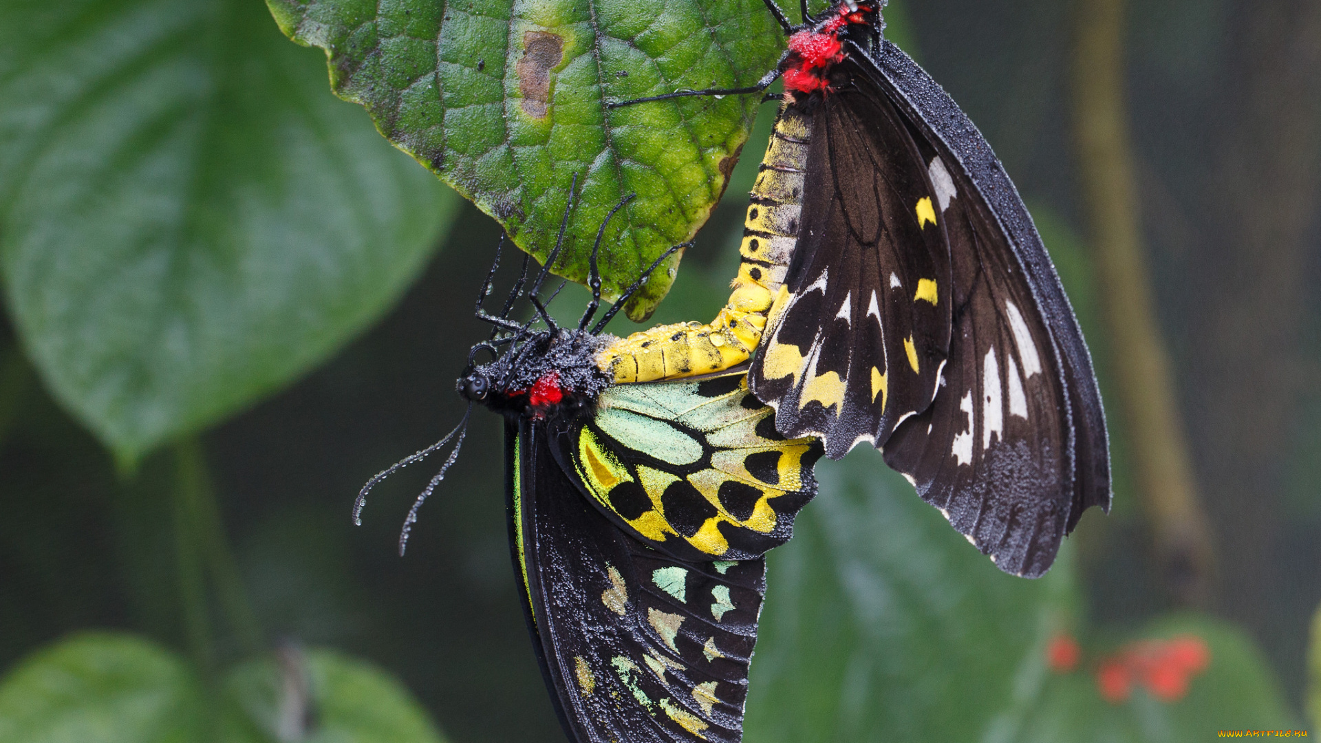 животные, бабочки, пара, лист